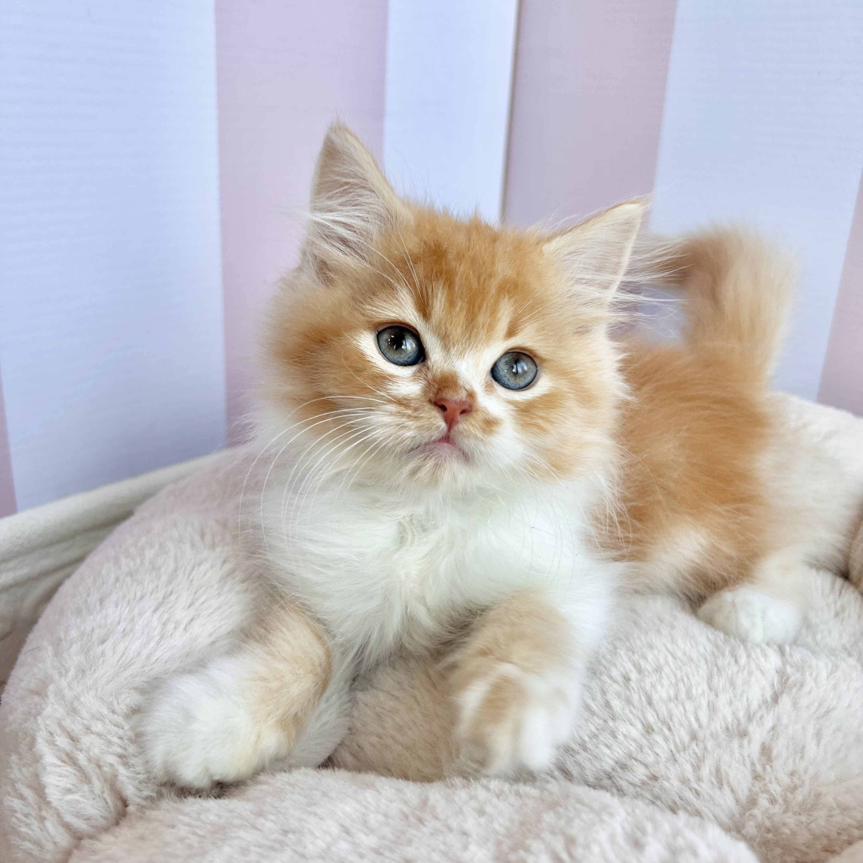 岡山県のスコティッシュフォールド (犬の家＆猫の里倉敷中庄店/2025年9月9日生まれ/男の子/レッドタビーホワイト)の子猫の3枚目の画像