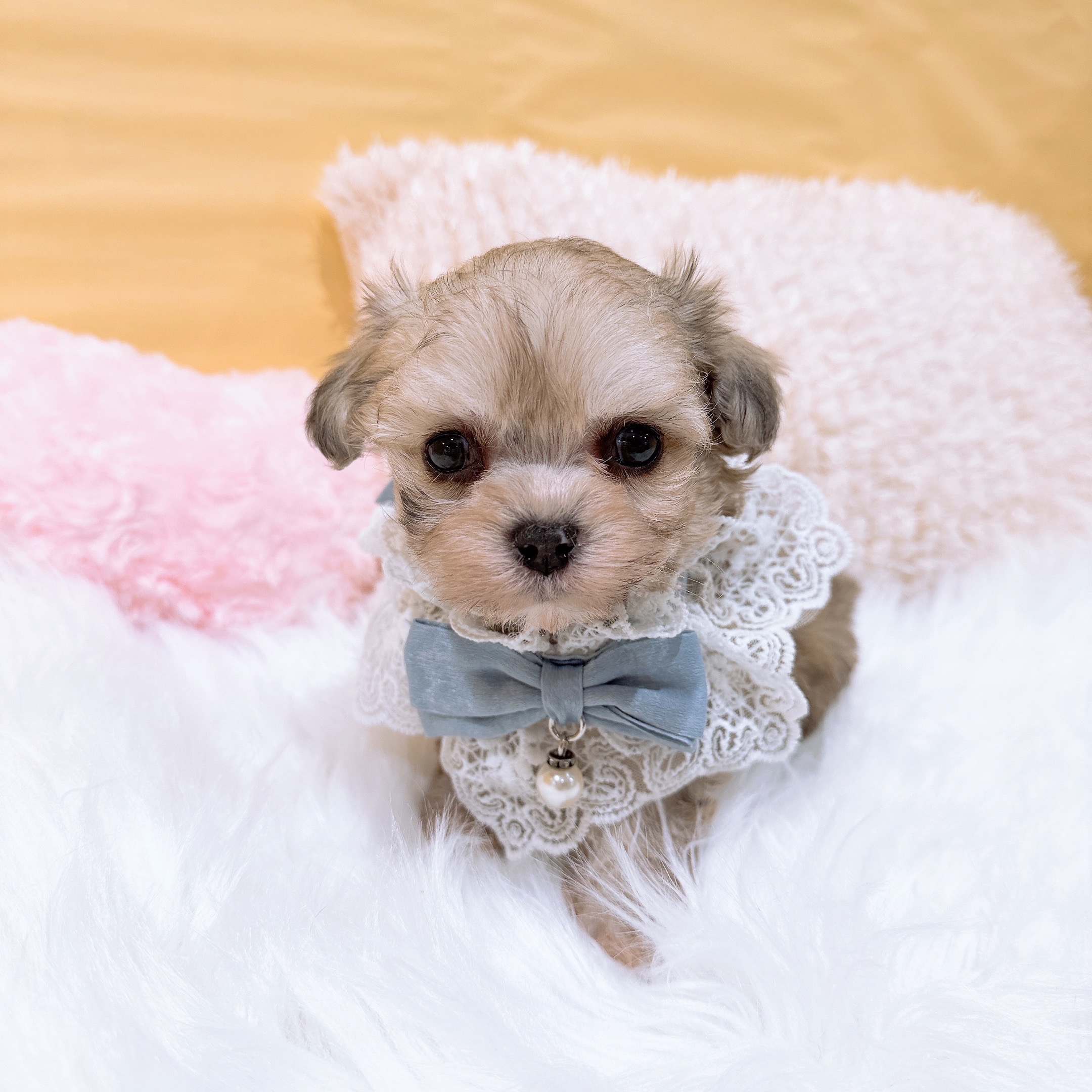 神奈川県のハーフ犬・ミックス犬 (犬の家＆猫の里元住吉ブレーメン通り店/2026年2月1日生まれ/男の子/フォーン)の子犬の3枚目の画像