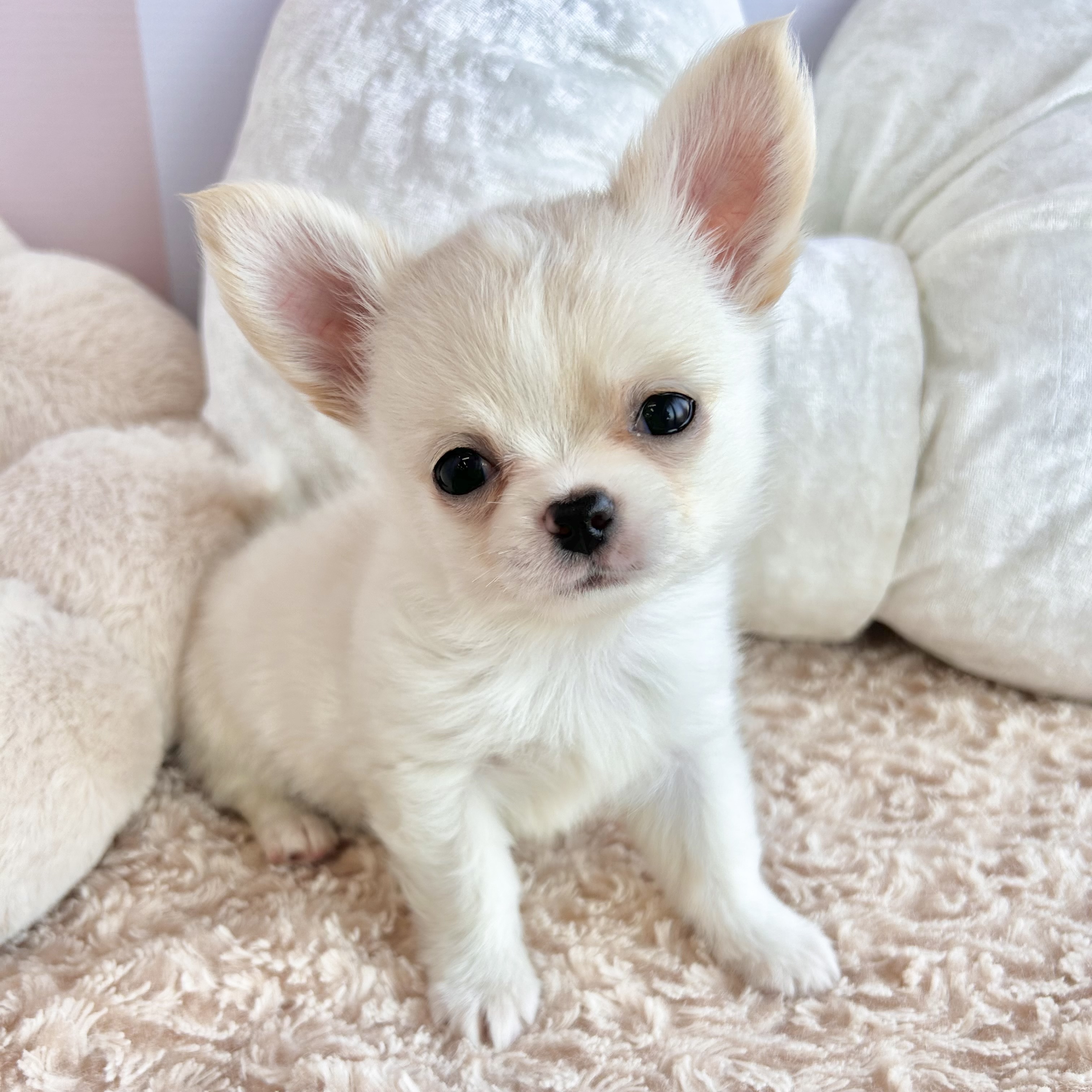 岡山県のチワワ(ロング) (犬の家＆猫の里倉敷中庄店/2025年9月15日生まれ/男の子/クリームホワイト)の子犬の3枚目の画像