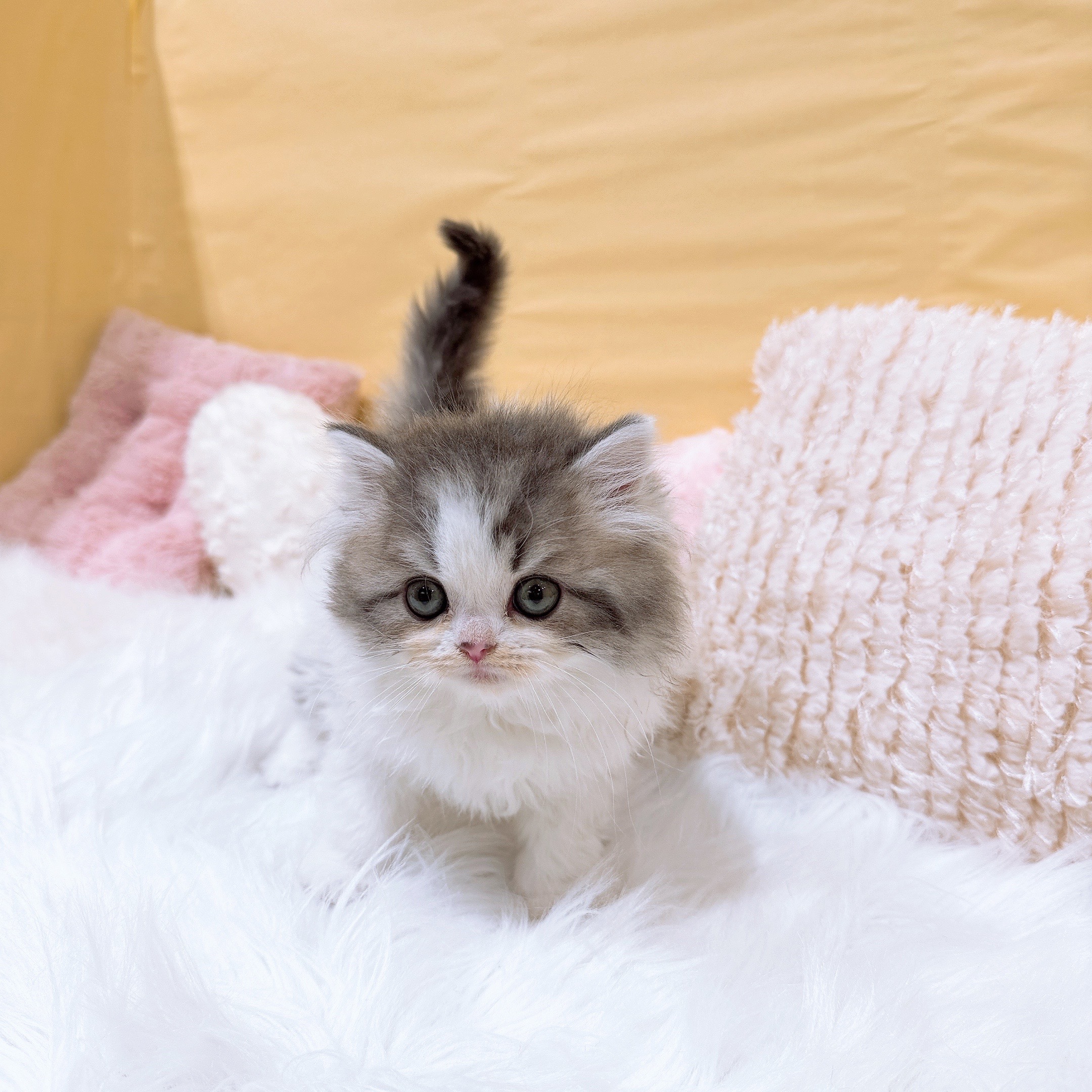 神奈川県のスコティッシュフォールド (犬の家＆猫の里元住吉ブレーメン通り店/2026年2月2日生まれ/男の子/ブルータビーホワイト)の子猫の3枚目の画像