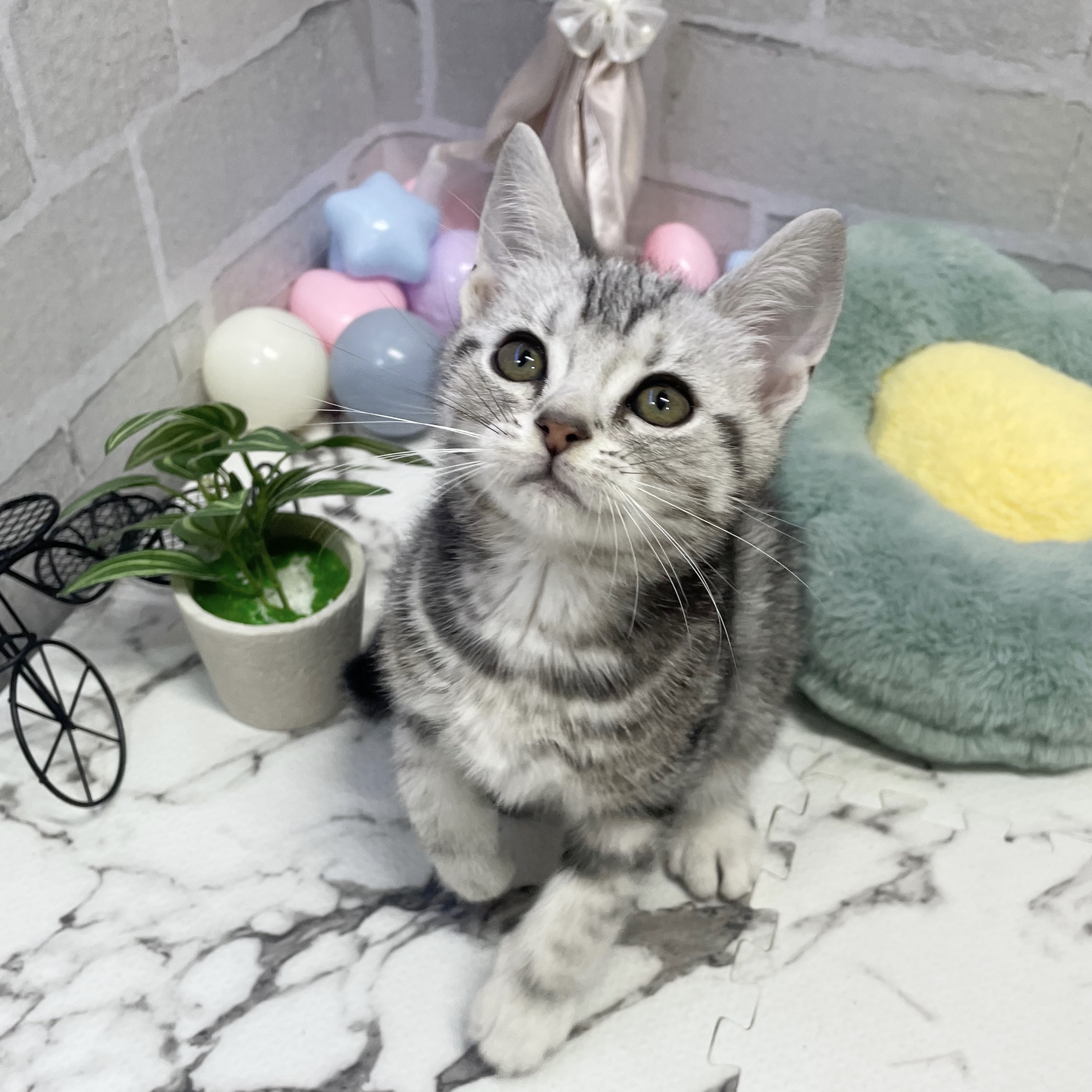 愛知県のアメリカンショートヘアー (犬の家＆猫の里岡崎店/2025年9月6日生まれ/男の子/シルバータビー)の子猫の3枚目の画像