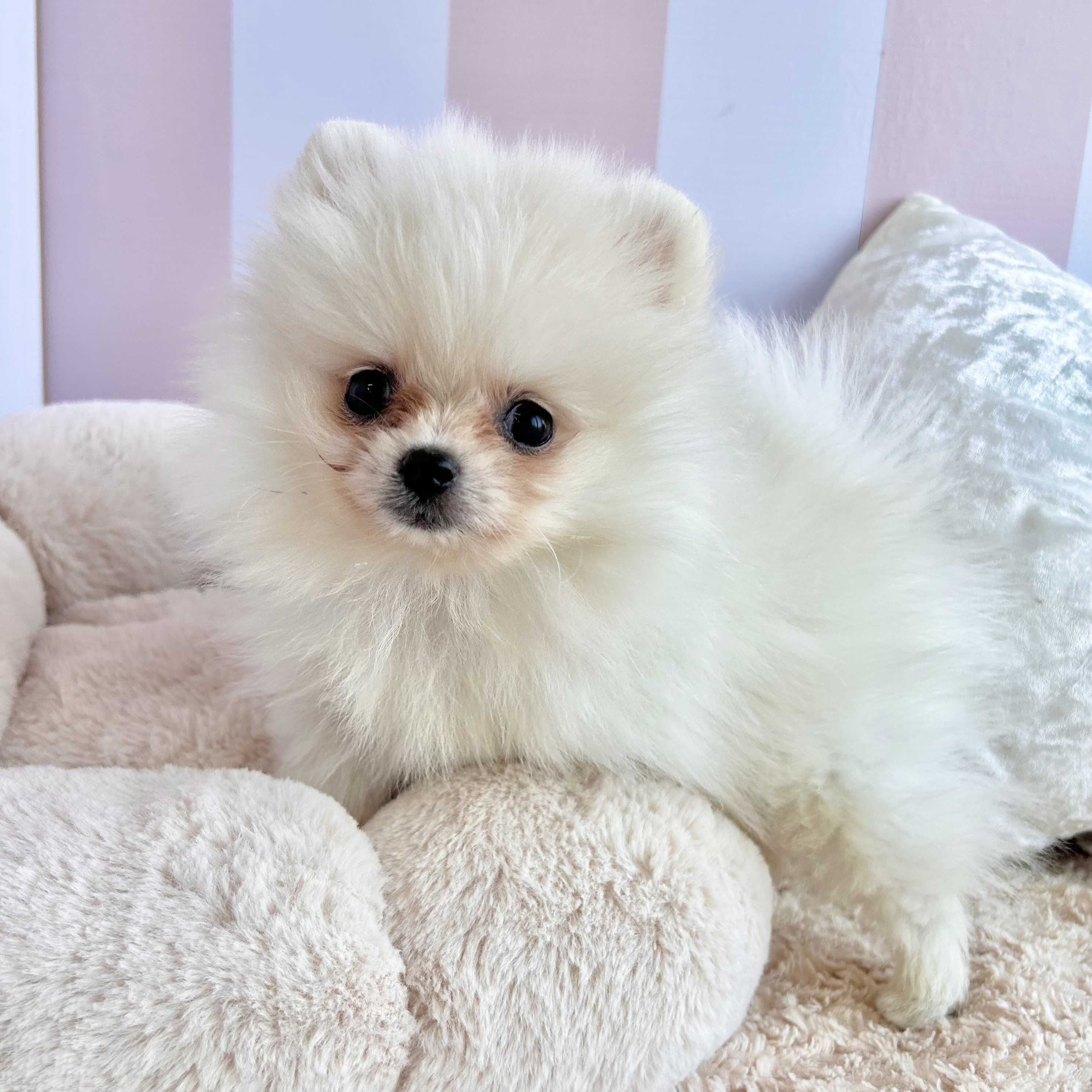 岡山県のポメラニアン (犬の家＆猫の里倉敷中庄店/2025年9月15日生まれ/男の子/クリーム)の子犬の3枚目の画像