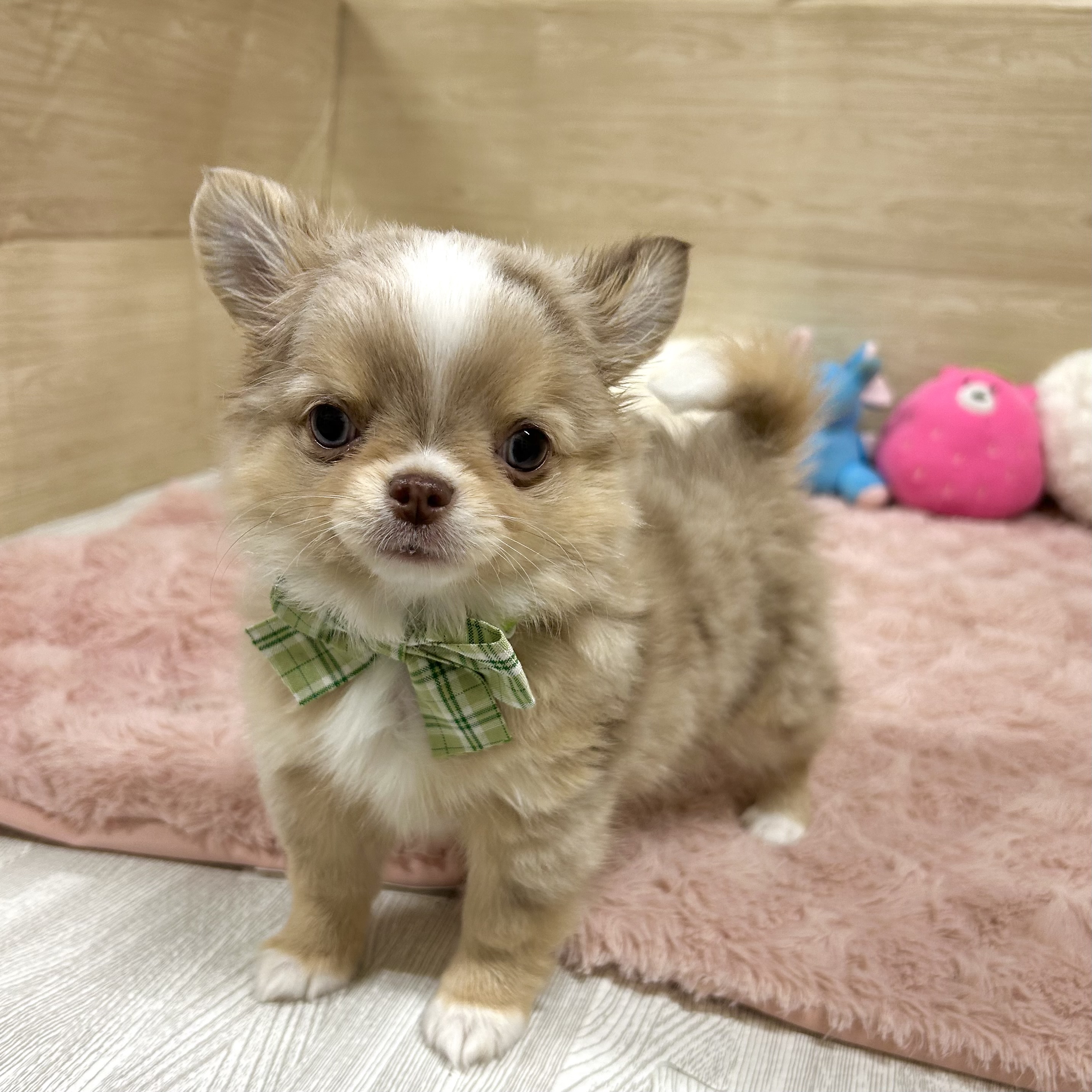 大阪府のチワワ(ロング) (犬の家＆猫の里そよら東岸和田店/2025年7月22日生まれ/男の子/チョコレートマールホワイト)の子犬の1枚目の画像