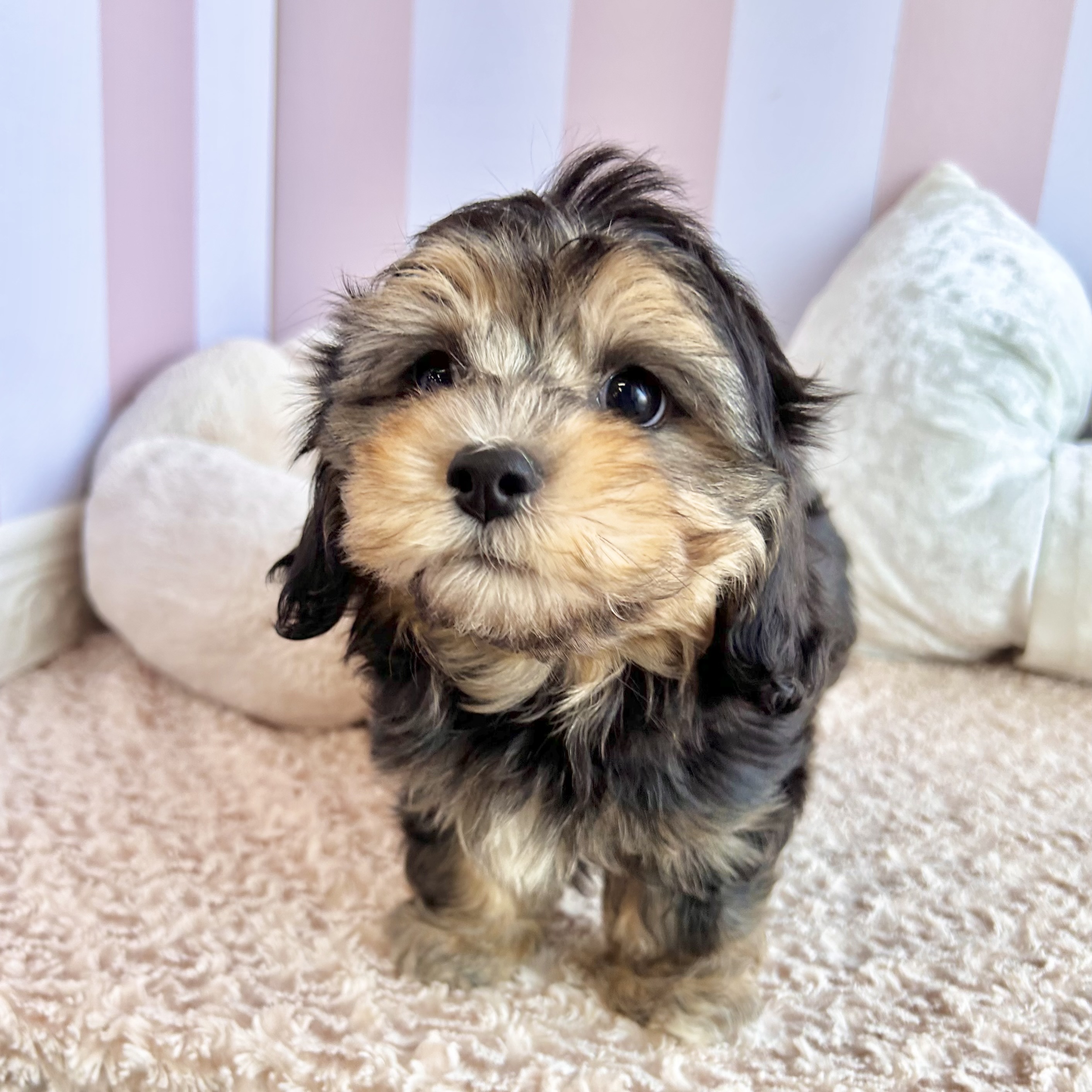 岡山県のマルックス(マルチーズ×ダックス) (犬の家＆猫の里倉敷中庄店/2025年9月3日生まれ/女の子/ブラックタン)の子犬の3枚目の画像