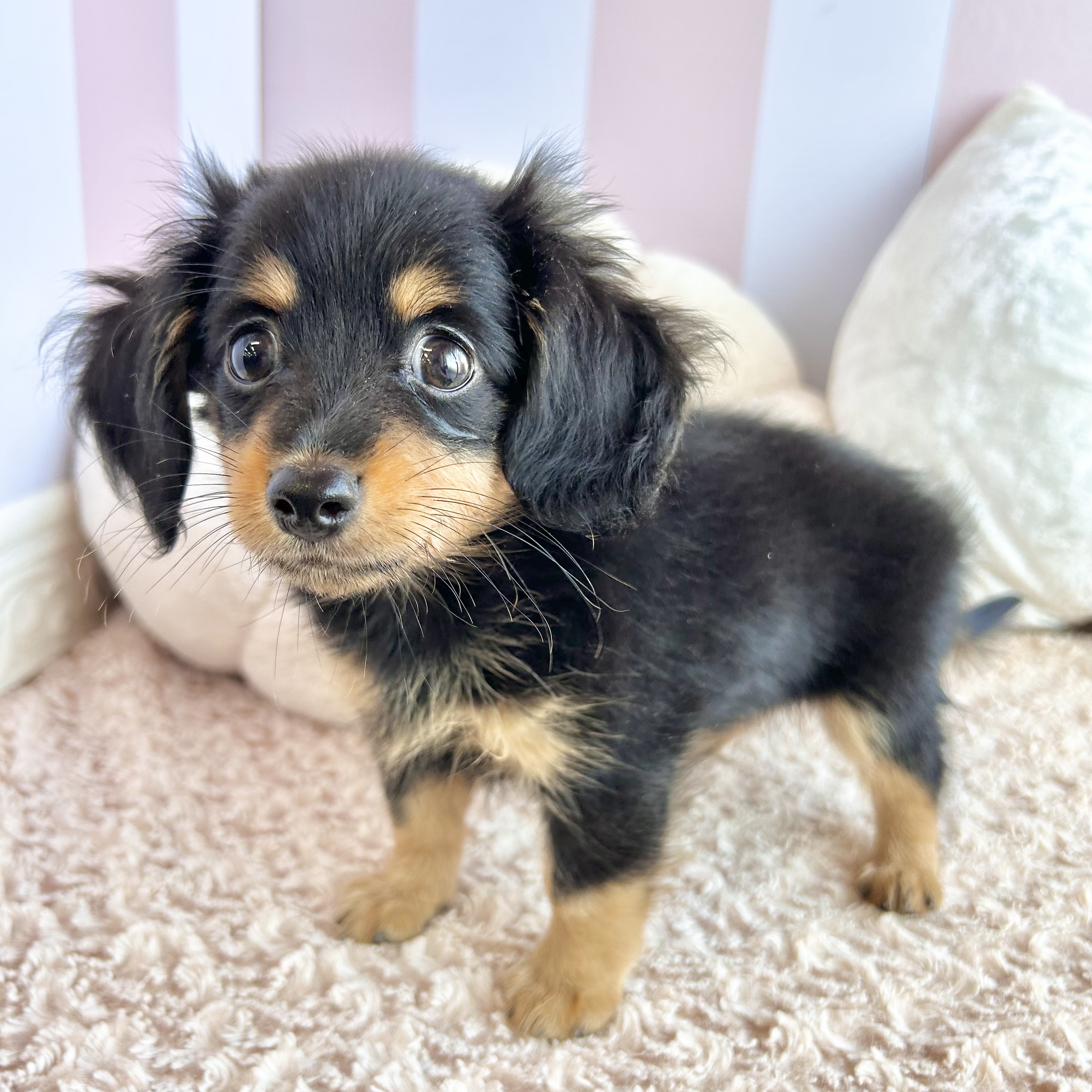 岡山県のチワックス(チワワ×ダックス) (犬の家＆猫の里倉敷中庄店/2025年9月15日生まれ/男の子/ブラックタン)の子犬の3枚目の画像