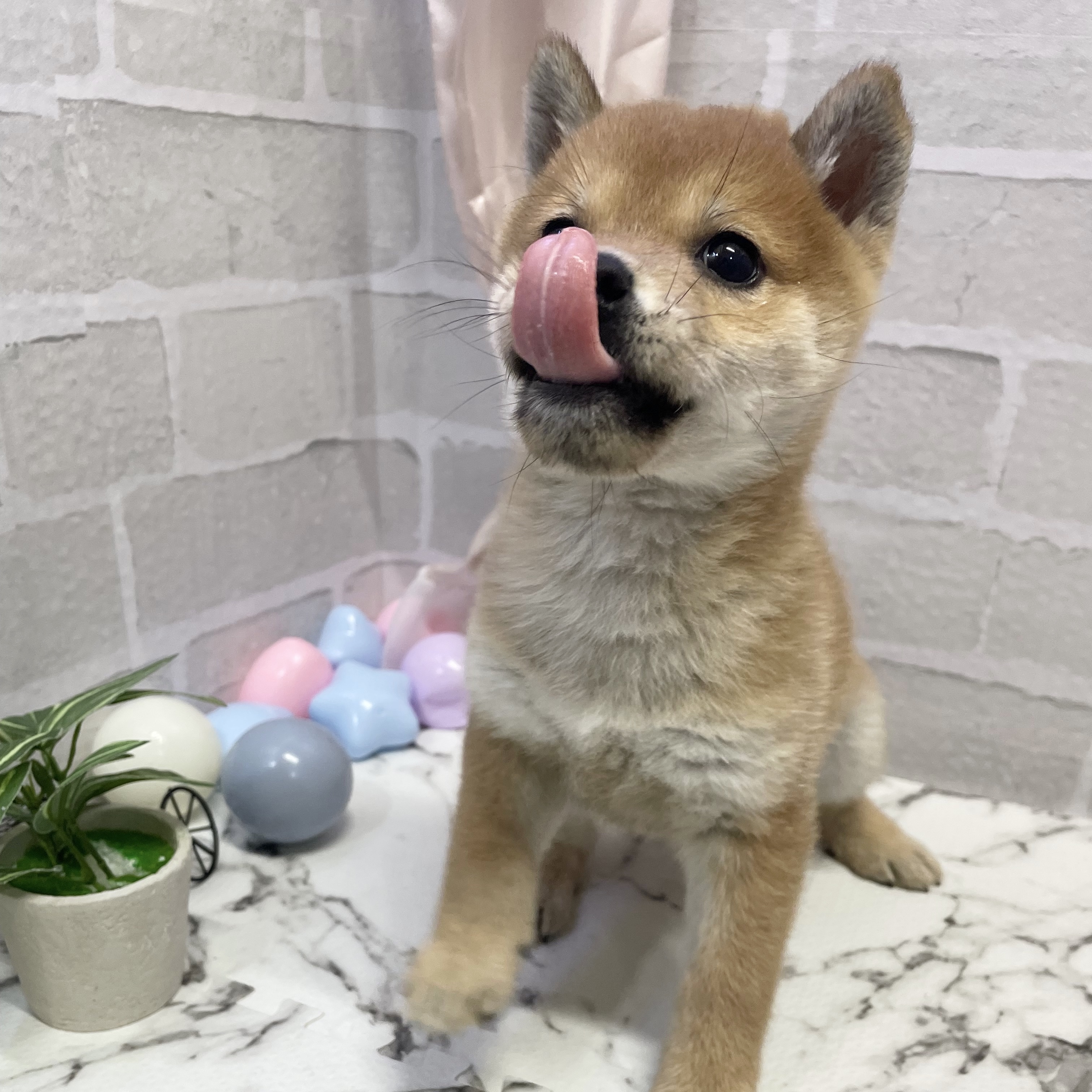 愛知県の柴犬(標準サイズ) (犬の家＆猫の里岡崎店/2025年9月13日生まれ/男の子/赤)の子犬の3枚目の画像