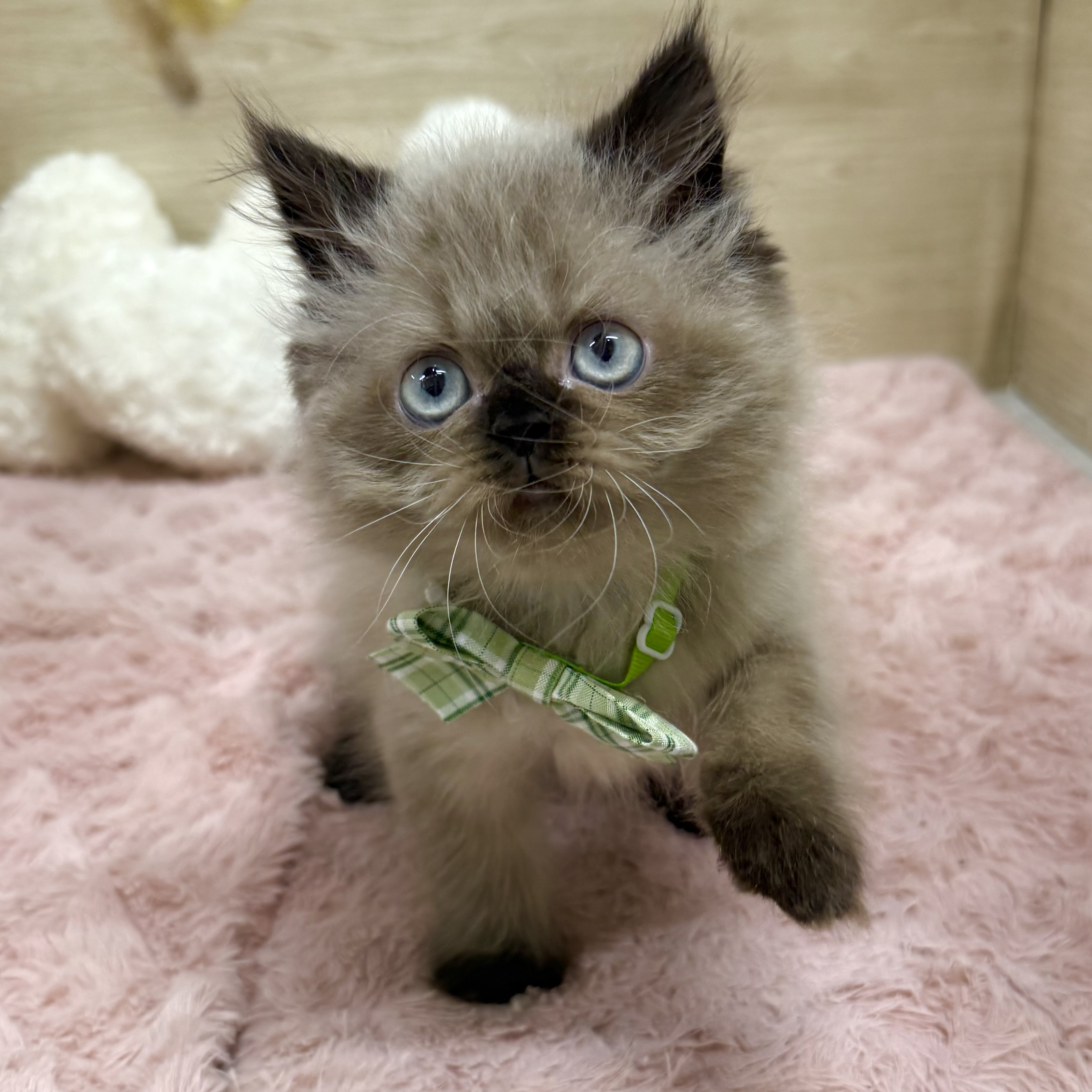 大阪府のヒマラヤン (犬の家&猫の里そよら東岸和田店/2025年8月7日生まれ/男の子/シールポイント)の子猫の3枚目の画像