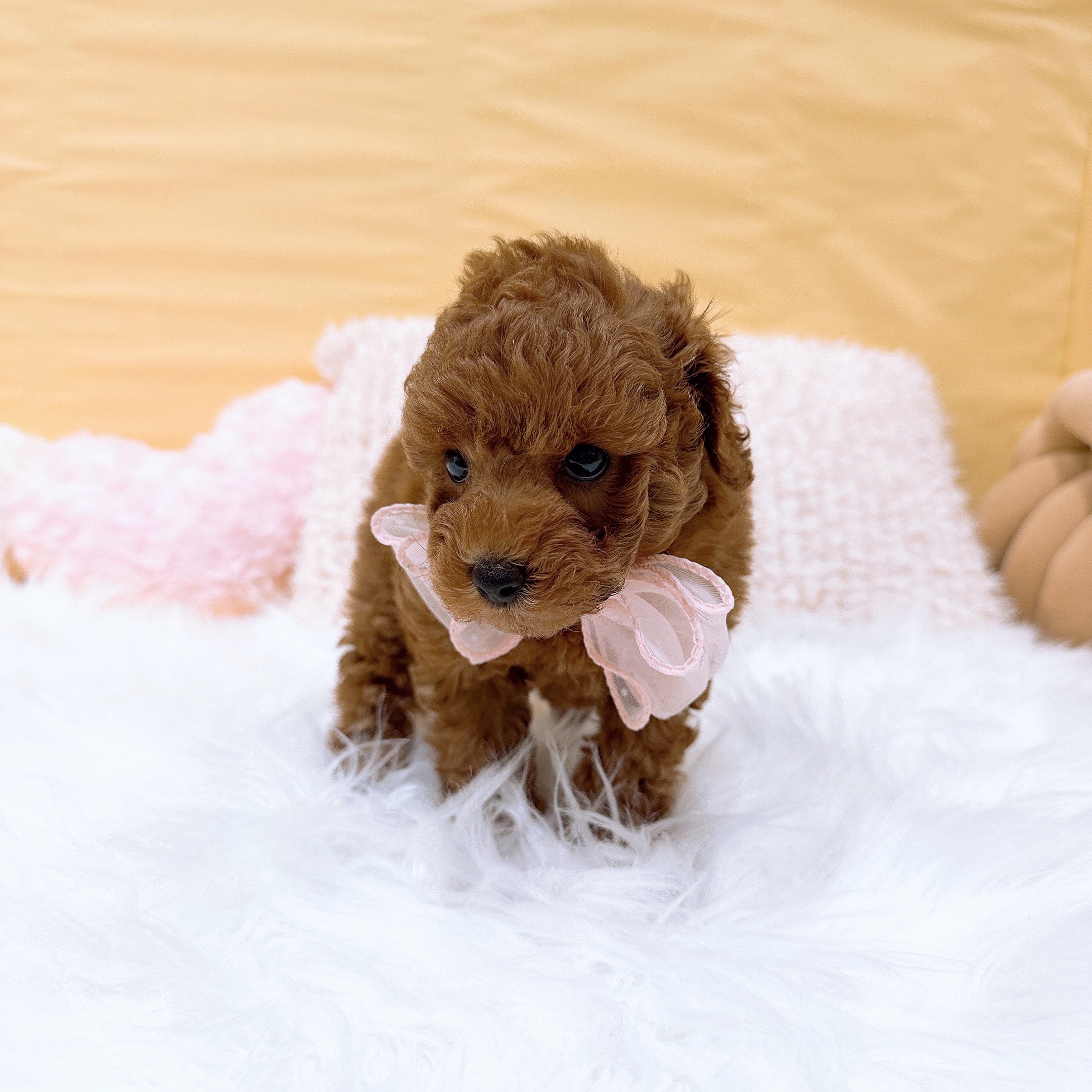 神奈川県のトイプードル(トイ) (犬の家＆猫の里元住吉ブレーメン通り店/2026年2月1日生まれ/女の子/レッド)の子犬の3枚目の画像