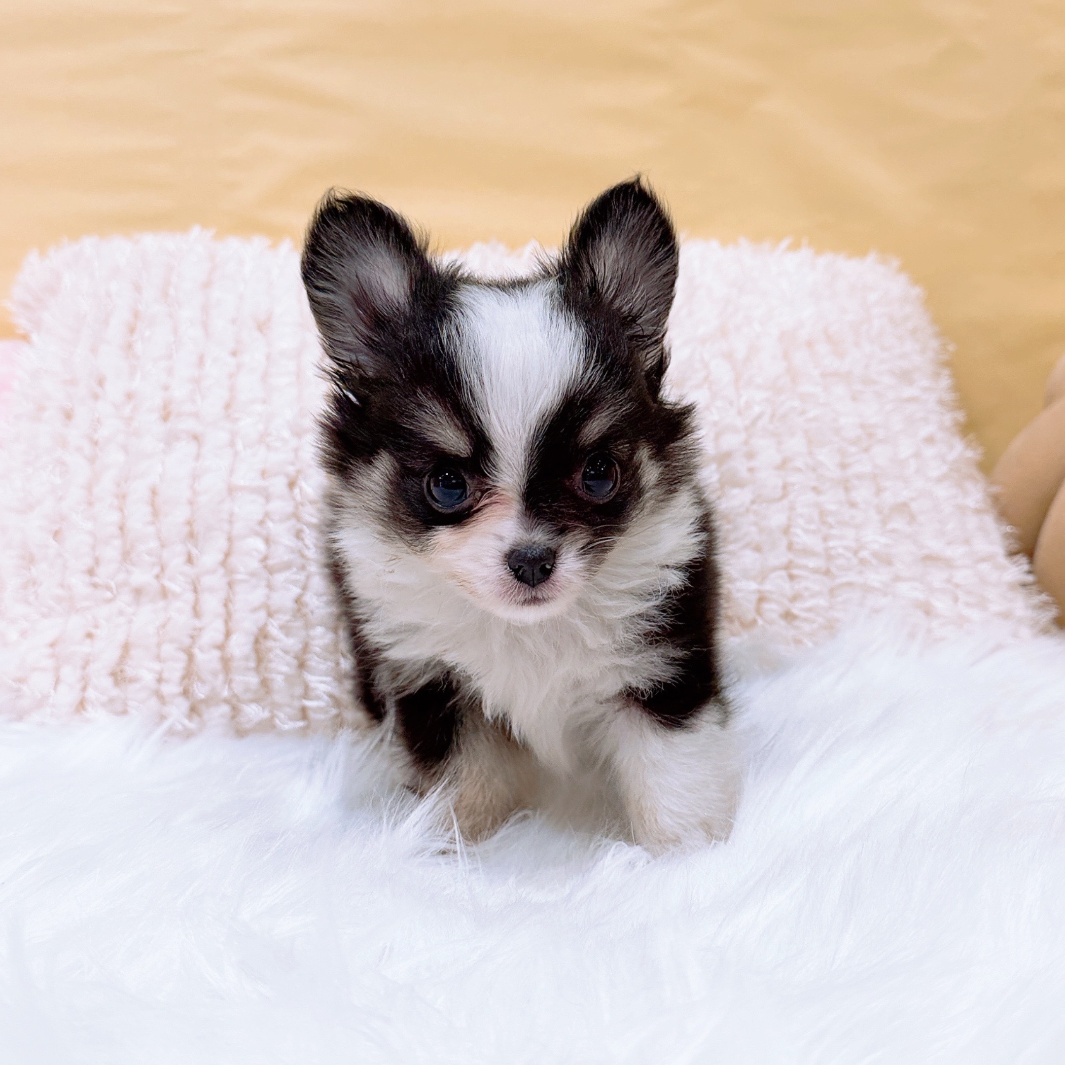 神奈川県のチワワ(ロング) (犬の家＆猫の里元住吉ブレーメン通り店/2026年2月1日生まれ/男の子/ブラックタンホワイト)の子犬の3枚目の画像