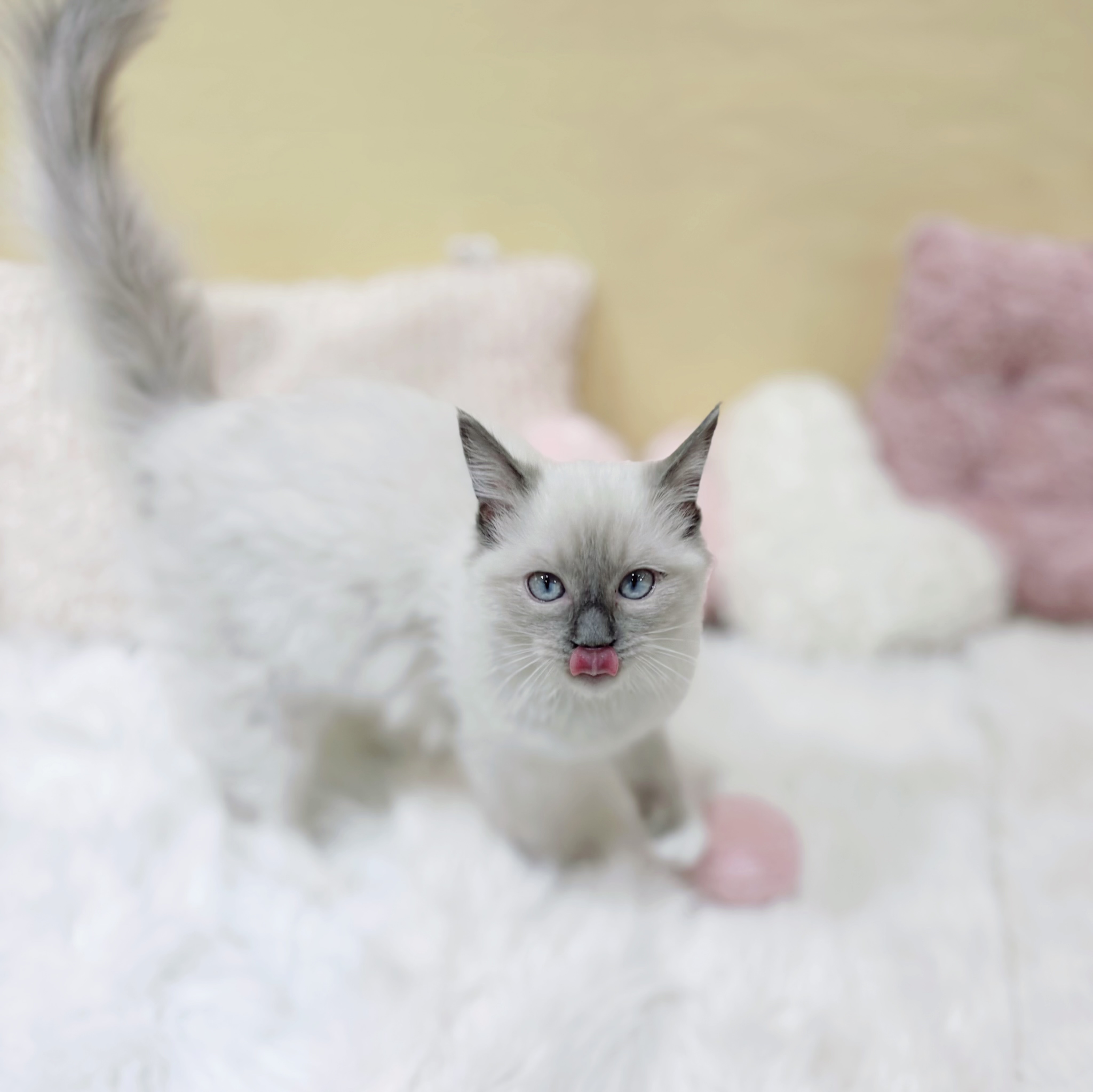 神奈川県のラグドール (犬の家＆猫の里元住吉ブレーメン通り店/2025年10月31日生まれ/女の子/ブルーポイントミテッド)の子猫の3枚目の画像