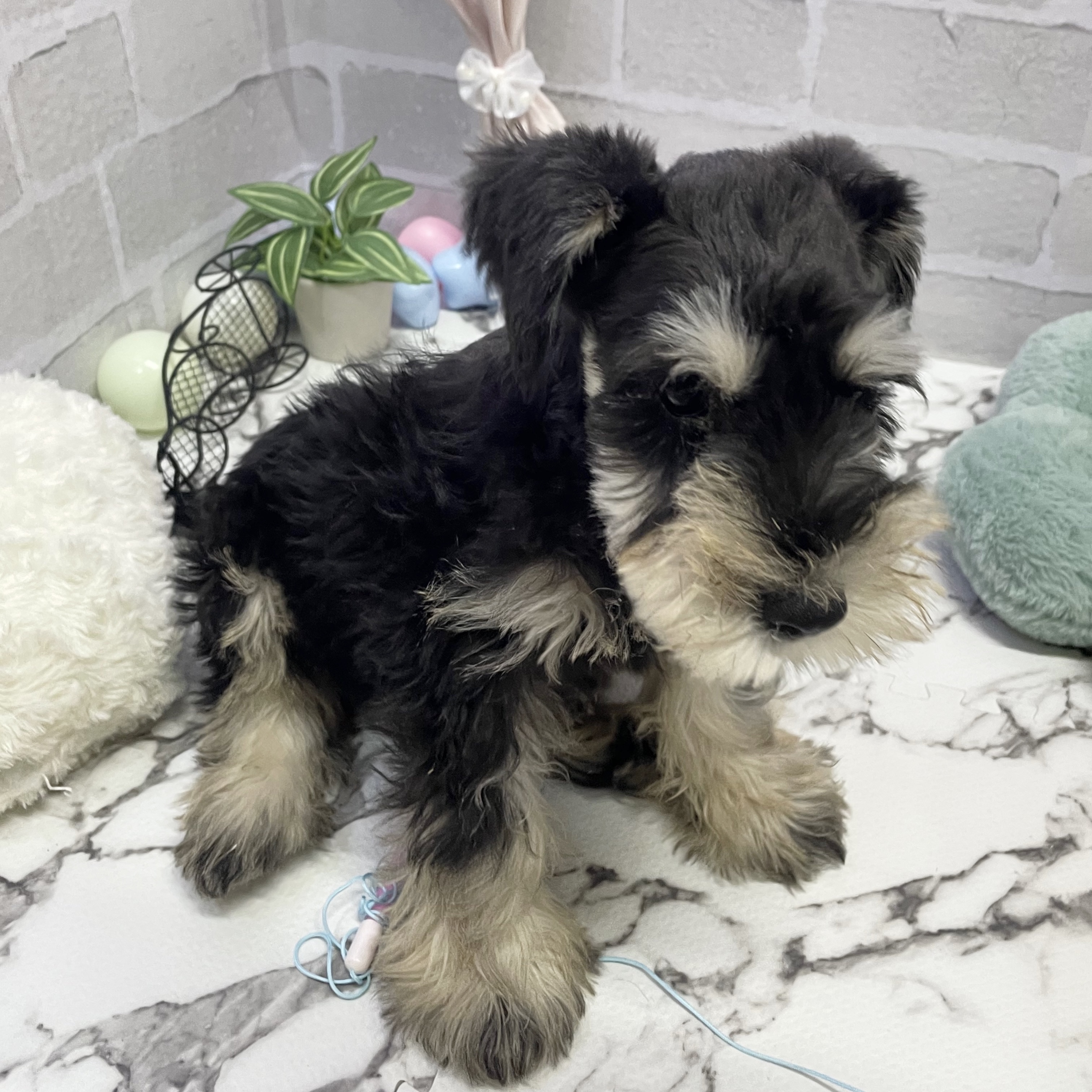 愛知県のミニチュアシュナウザー (犬の家＆猫の里岡崎店/2025年9月7日生まれ/男の子/ブラックシルバー)の子犬の3枚目の画像