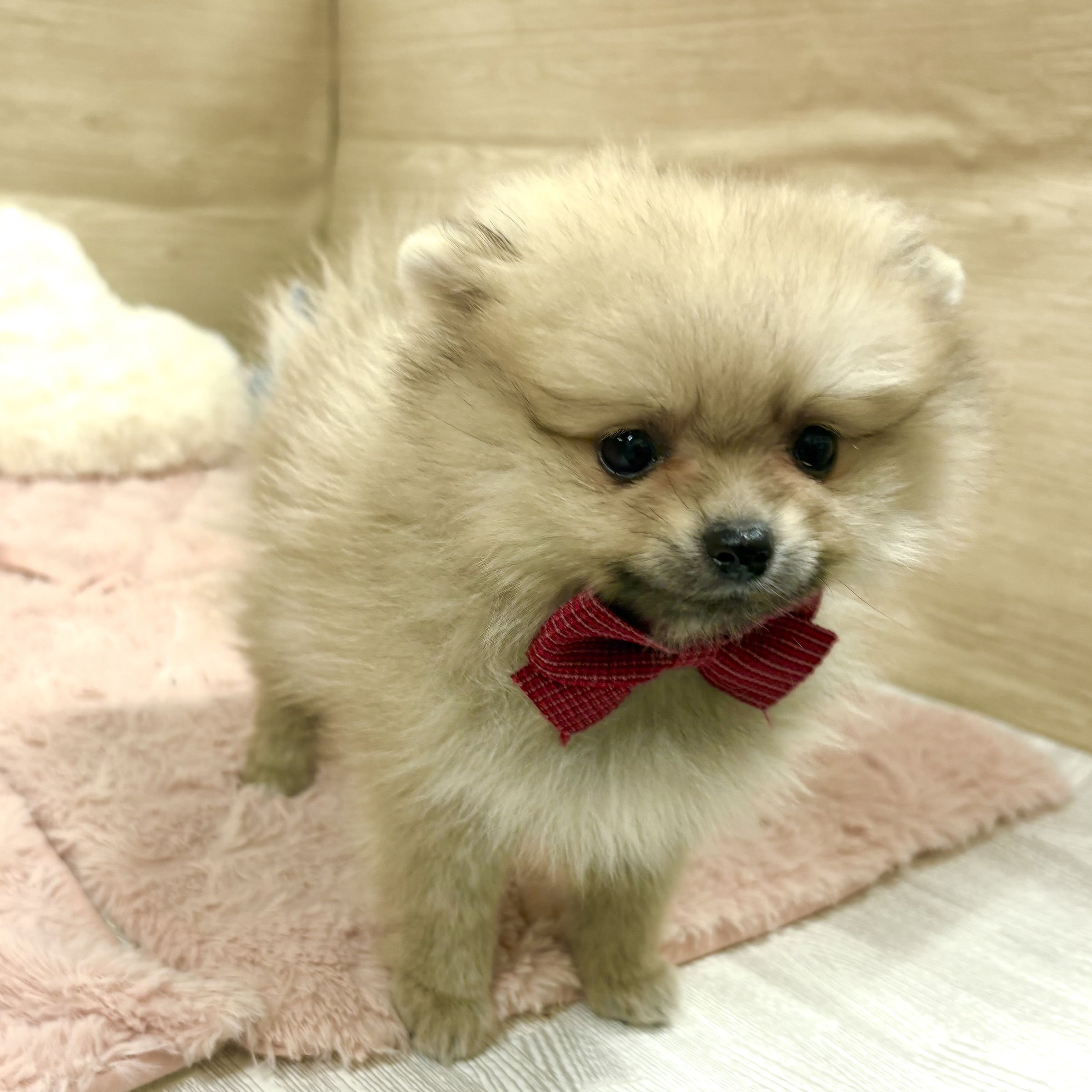 大阪府のポメラニアン (犬の家＆猫の里そよら東岸和田店/2025年9月19日生まれ/女の子/クリームセーブル)の子犬の3枚目の画像