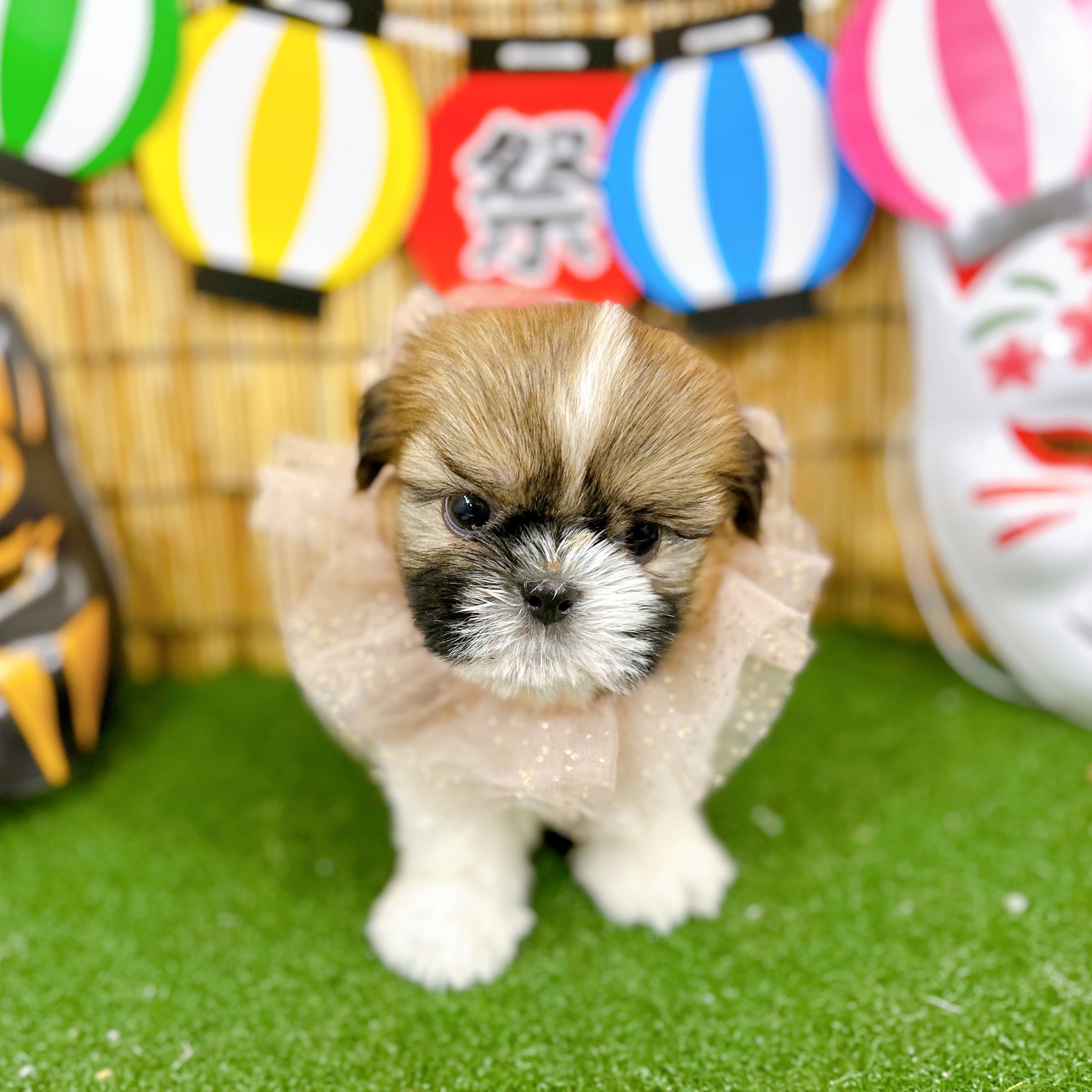 神奈川県のシーズー (犬の家＆猫の里小田原店/2025年6月13日生まれ/男の子/ゴールドホワイト)の子犬