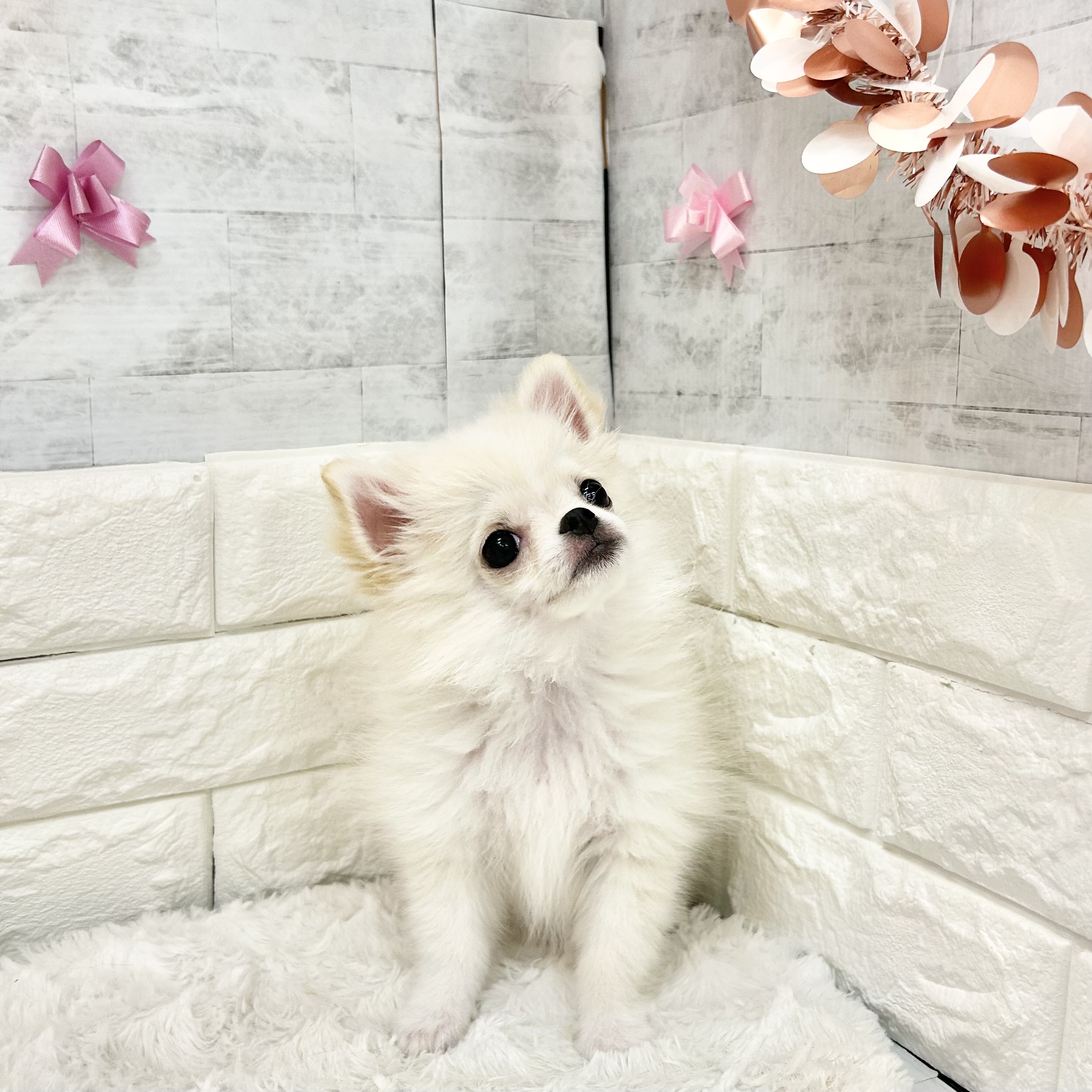 静岡県のポメチワ/チワポメ/ポメチー(ポメラニアン×チワワ) (犬の家＆猫の里プレ葉ウォーク浜北店/2026年3月13日生まれ/女の子/クリームホワイト)の子犬の3枚目の画像