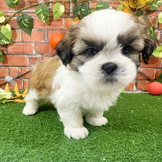 神奈川県のシーズー (犬の家＆猫の里小田原店/2025年9月22日生まれ/男の子/ホワイトゴールド)の子犬の1枚目の画像