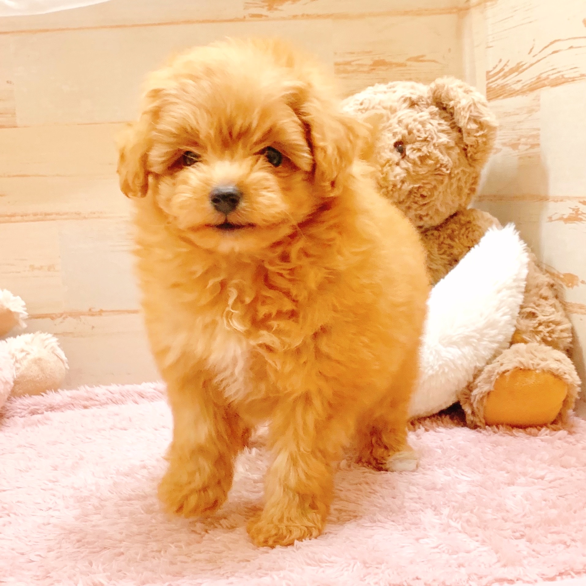 兵庫県のポメプー(ポメラニアン×プードル) (犬の家＆猫の里神戸店/2025年10月23日生まれ/女の子/アプリコット)の子犬の3枚目の画像