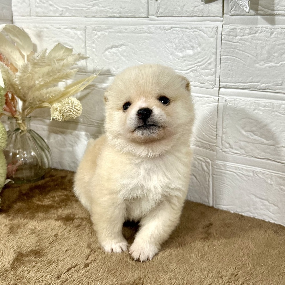 兵庫県の豆柴 (犬の家＆猫の里ニッケパークタウン加古川店/2025年11月15日生まれ/男の子/白)の子犬の3枚目の画像