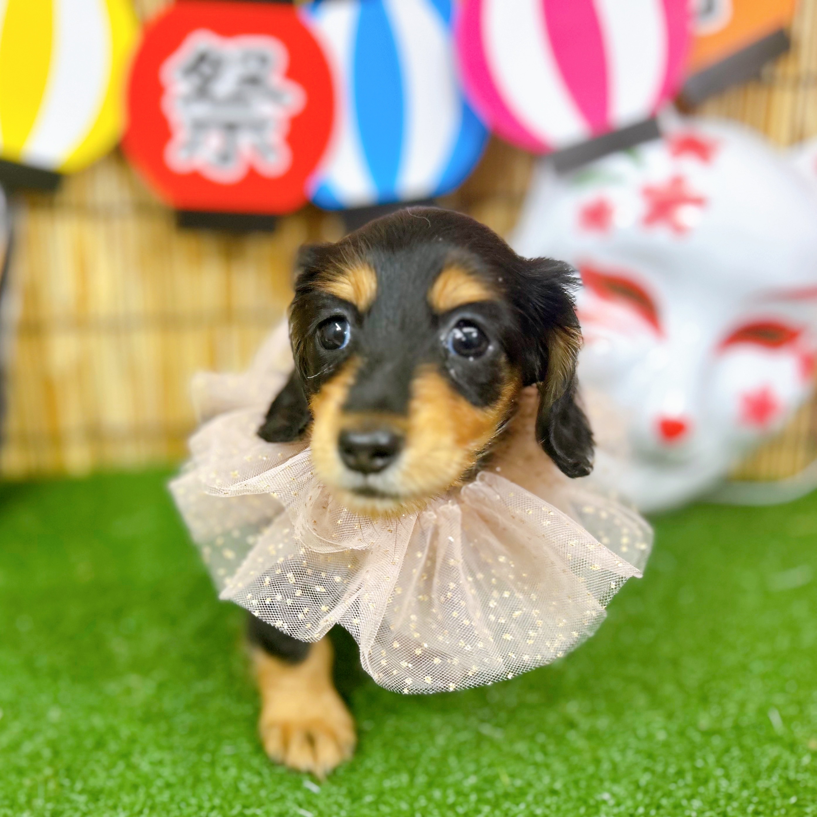 神奈川県のミニチュアダックスフンド(ロング) (犬の家＆猫の里小田原店/2025年6月15日生まれ/女の子/ブラックタン)の子犬の3枚目の画像