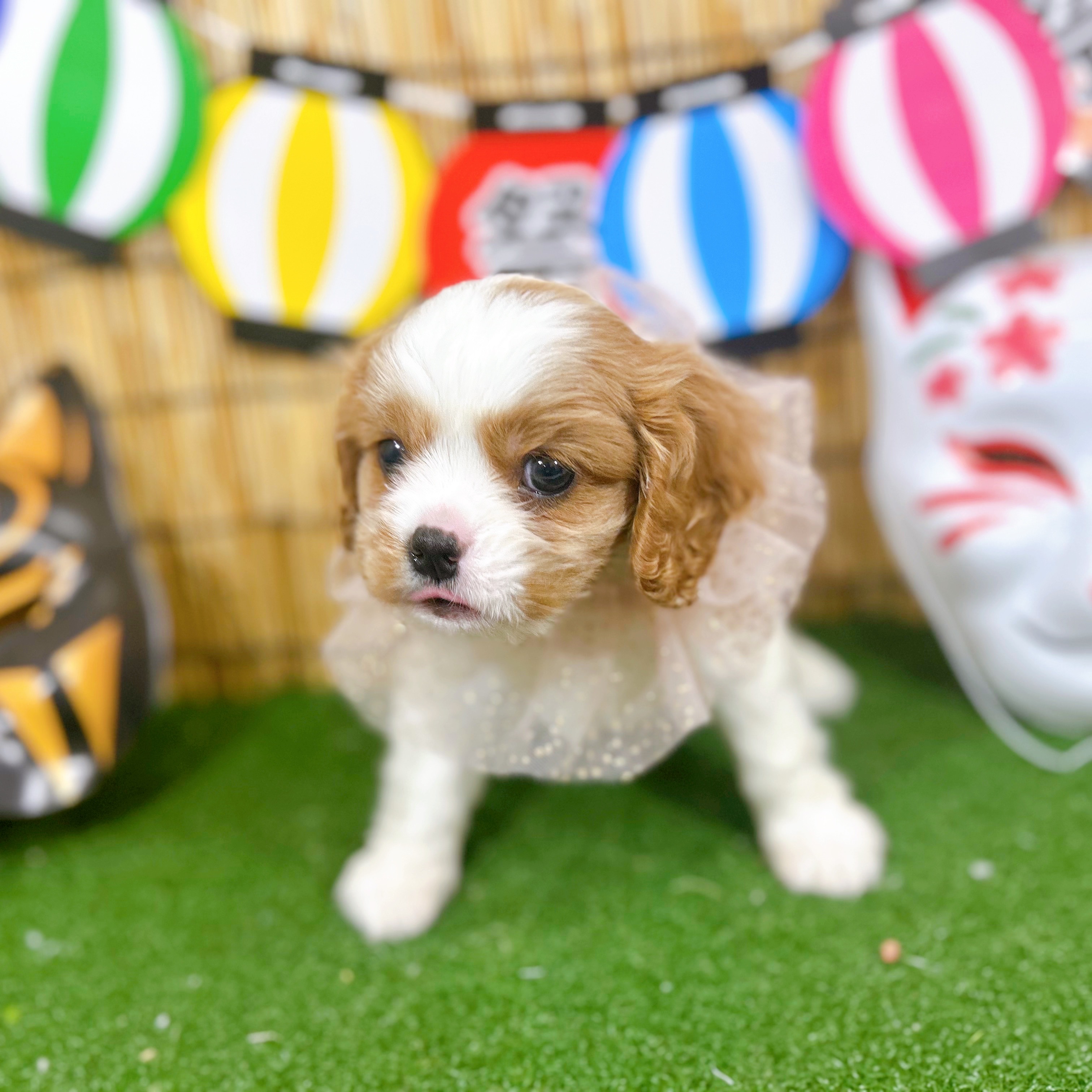 神奈川県のキャバリアキングチャールズスパニエル (犬の家＆猫の里小田原店/2025年6月16日生まれ/女の子/ブレンハイム)の子犬の3枚目の画像