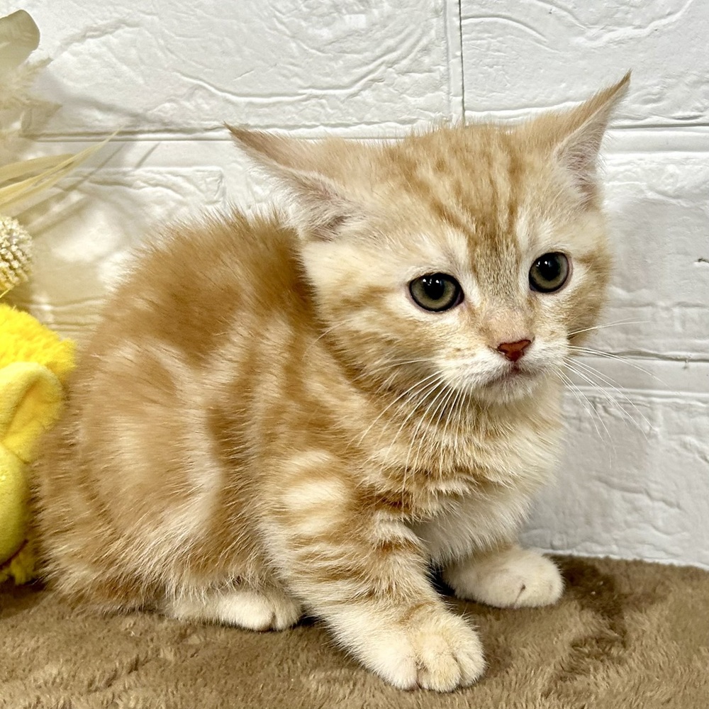 兵庫県のマンチカン (犬の家＆猫の里ニッケパークタウン加古川店/2025年11月15日生まれ/男の子/レッドタビー)の子猫の3枚目の画像