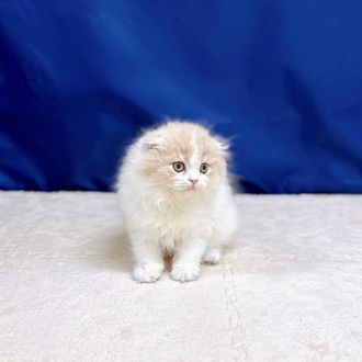 愛知県のスコティッシュフォールド (犬の家＆猫の里一宮店/2025年10月23日生まれ/男の子/クリームタビーホワイト)の子猫の3枚目の画像