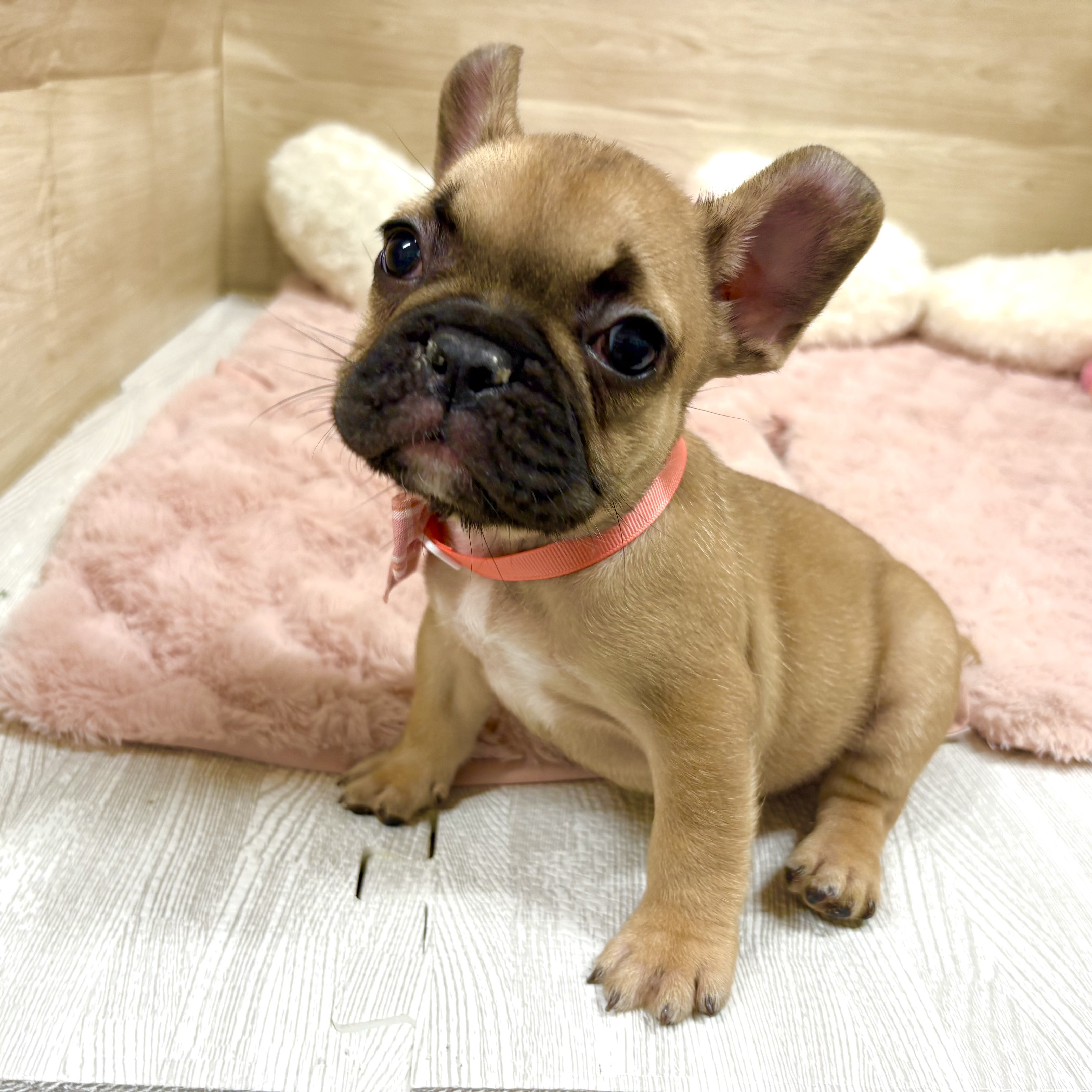 大阪府のフレンチブルドッグ (犬の家＆猫の里そよら東岸和田店/2025年9月17日生まれ/女の子/フォーン)の子犬の3枚目の画像