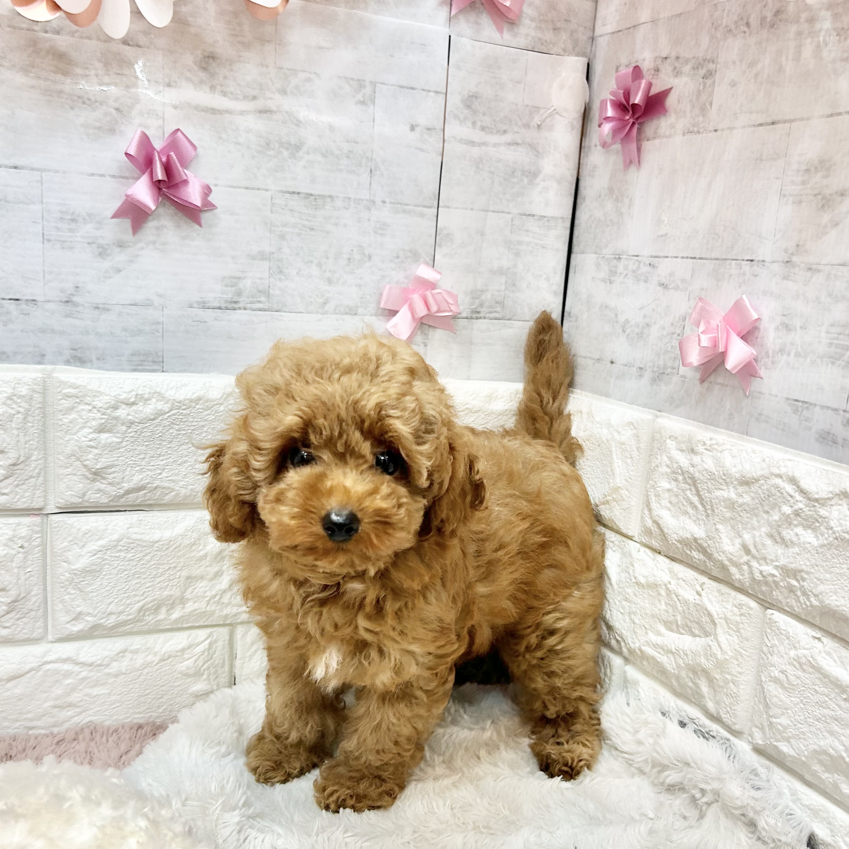静岡県のトイプードル(トイ) (犬の家＆猫の里プレ葉ウォーク浜北店/2026年3月21日生まれ/女の子/レッド)の子犬の3枚目の画像