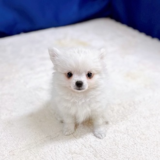 愛知県のポメチワ/チワポメ/ポメチー(ポメラニアン×チワワ) (犬の家＆猫の里一宮店/2025年10月16日生まれ/男の子/クリームホワイト)の子犬の3枚目の画像