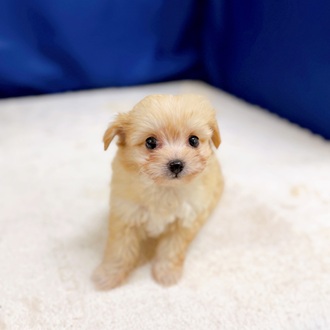 愛知県のポメプー(ポメラニアン×プードル) (犬の家＆猫の里一宮店/2025年10月28日生まれ/女の子/アプリコット)の子犬の3枚目の画像