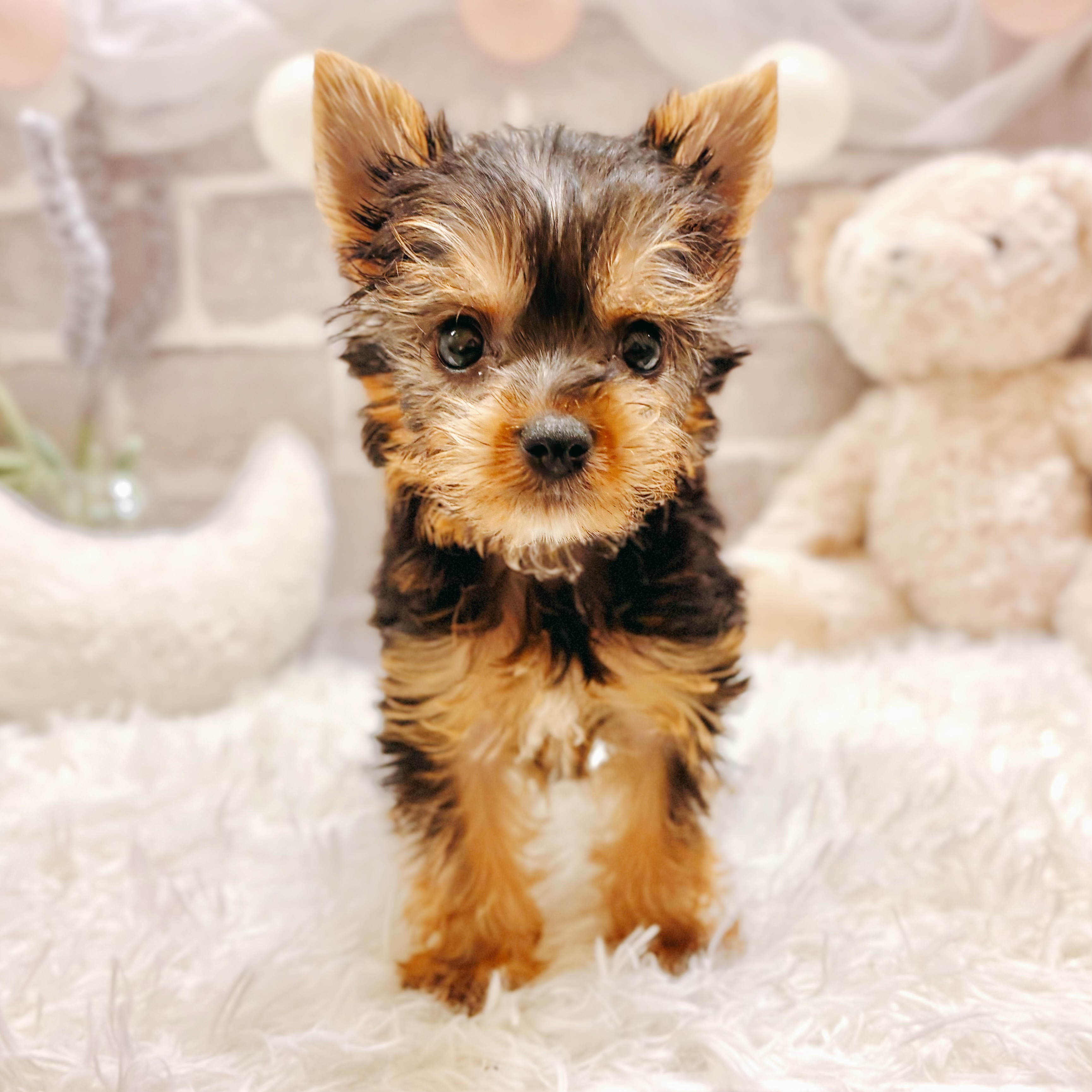 兵庫県のヨークシャーテリア (犬の家＆猫の里神戸店/2026年2月27日生まれ/男の子/スチールブルータン)の子犬の3枚目の画像