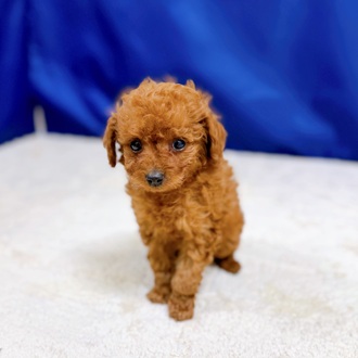 愛知県のトイプードル(トイ) (犬の家＆猫の里一宮店/2025年10月29日生まれ/男の子/レッドフォーン)の子犬の3枚目の画像