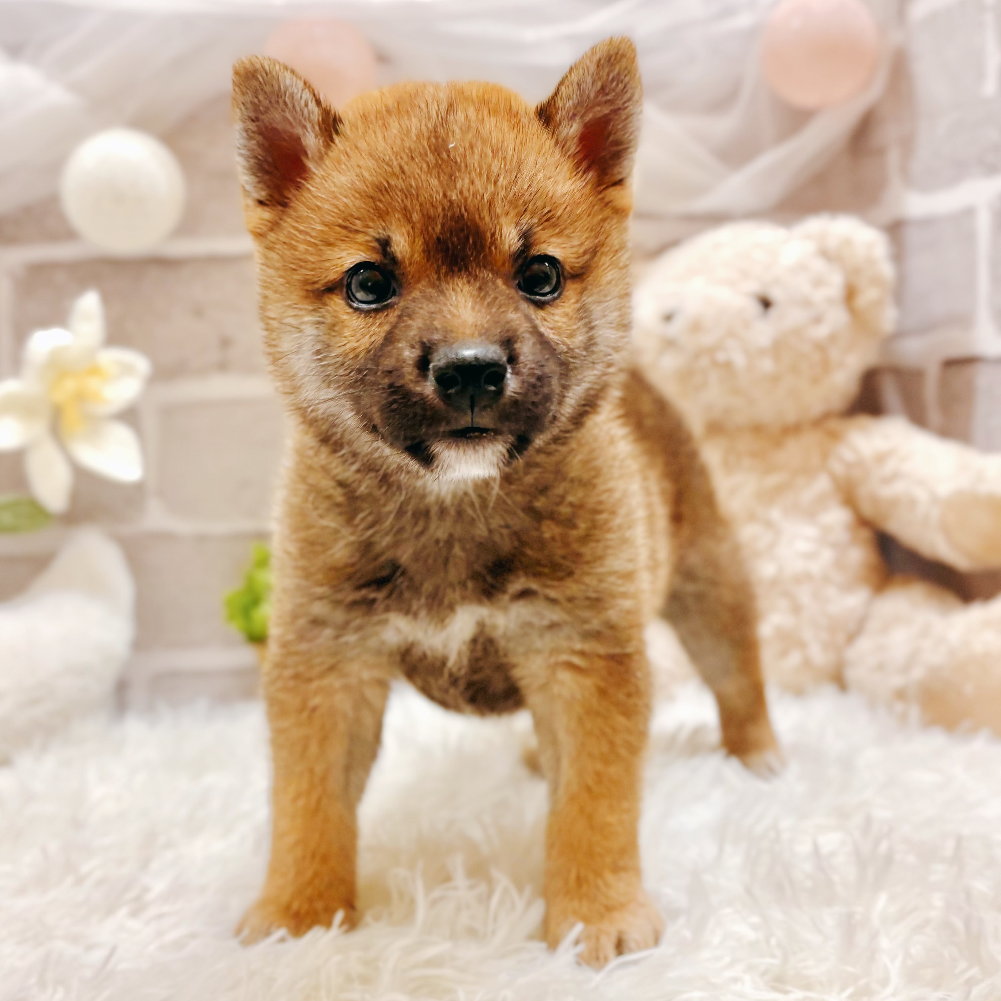 兵庫県の柴犬(標準サイズ) (犬の家＆猫の里神戸店/2026年2月28日生まれ/女の子/赤)の子犬の3枚目の画像