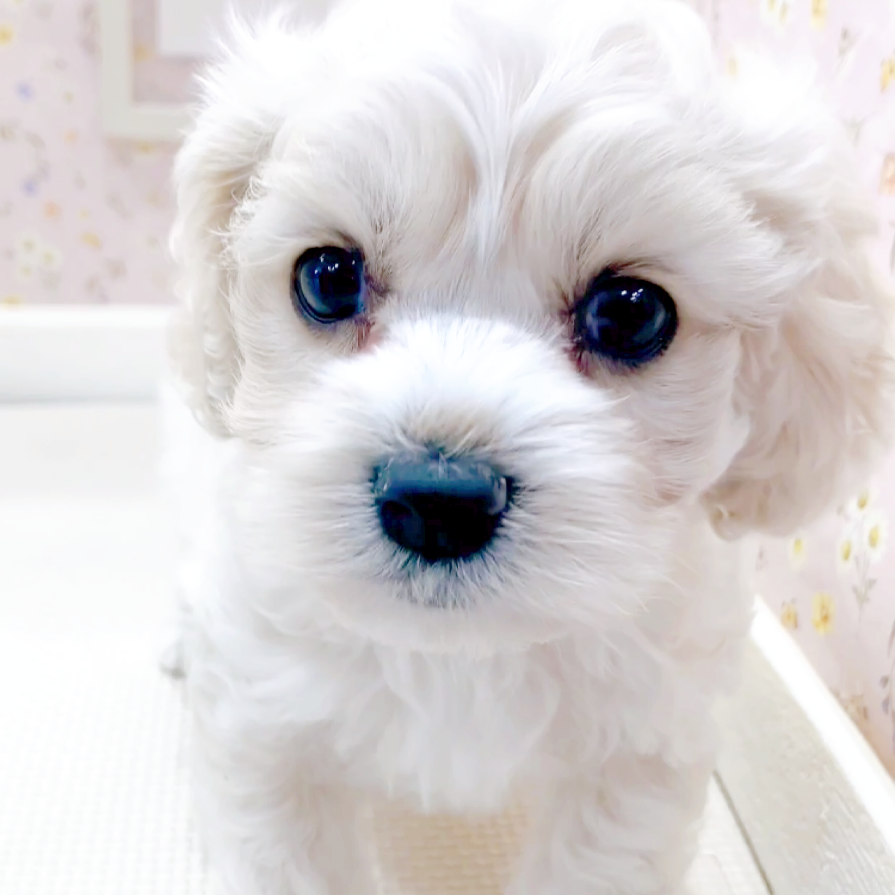 ハーフ犬男の子の写真