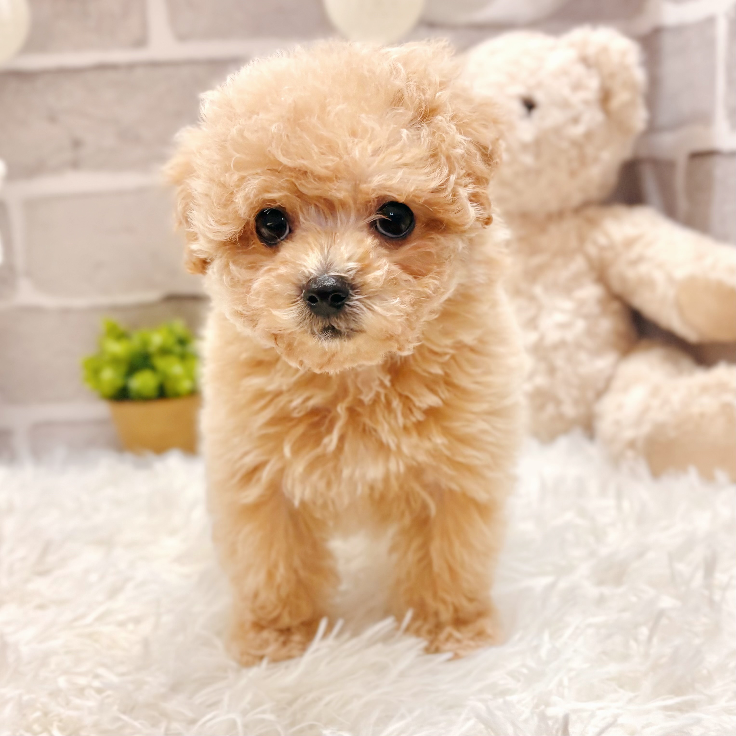 兵庫県のマルプー(マルチーズ×プードル) (犬の家＆猫の里神戸店/2026年3月1日生まれ/女の子/クリーム)の子犬の3枚目の画像