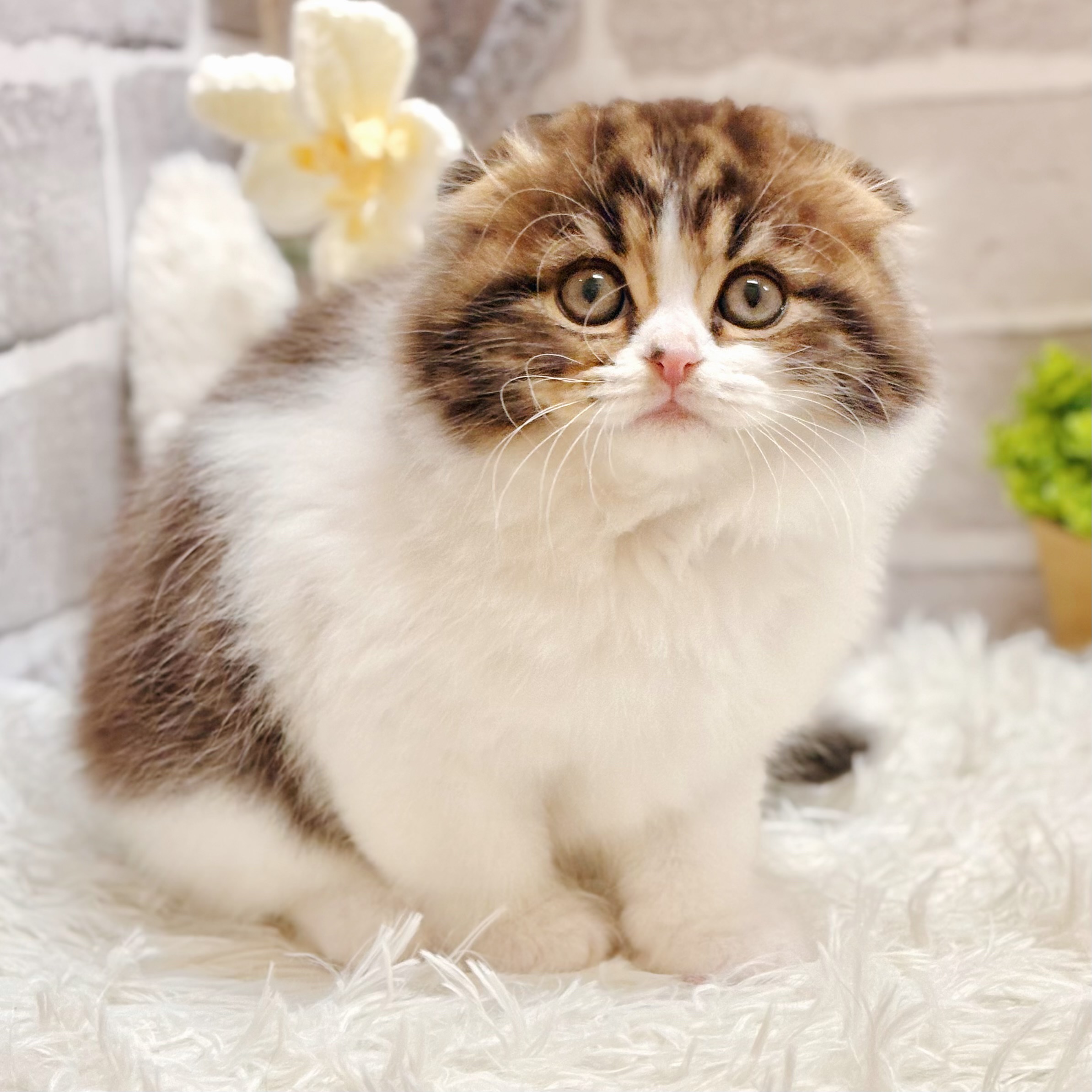 兵庫県のスコティッシュフォールド (犬の家＆猫の里神戸店/2026年3月1日生まれ/男の子/ブラウンタビーホワイト)の子猫の1枚目の画像