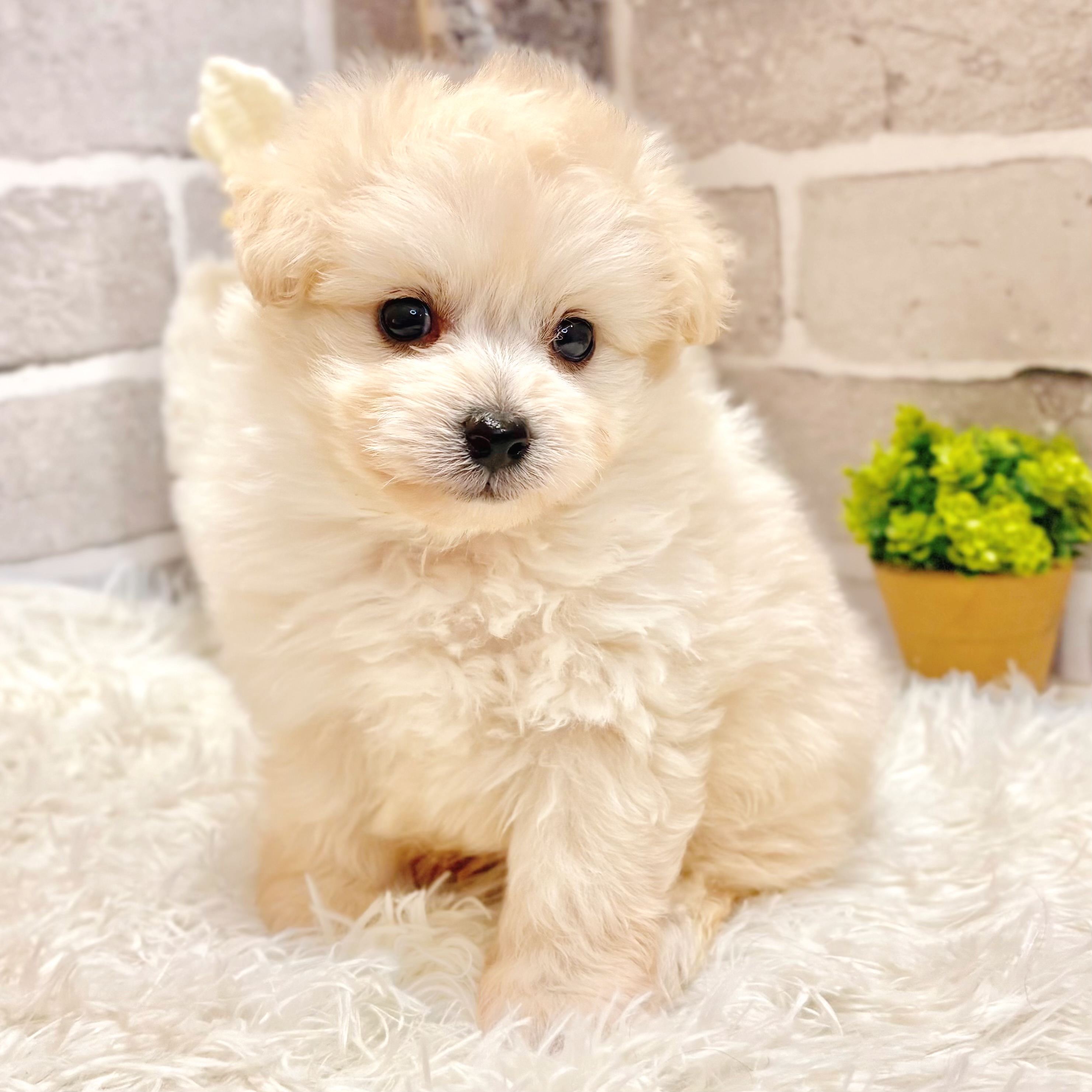 兵庫県のポメプー(ポメラニアン×プードル) (犬の家＆猫の里神戸店/2026年3月1日生まれ/男の子/クリーム)の子犬の3枚目の画像