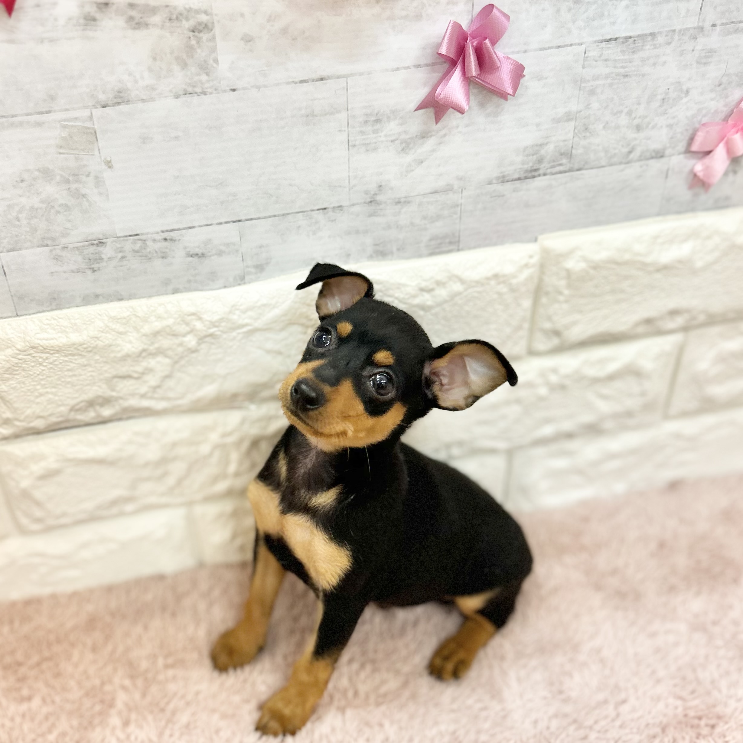 静岡県のミニチュアピンシャー (犬の家＆猫の里プレ葉ウォーク浜北店/2026年4月4日生まれ/男の子/ブラックタン)の子犬の3枚目の画像