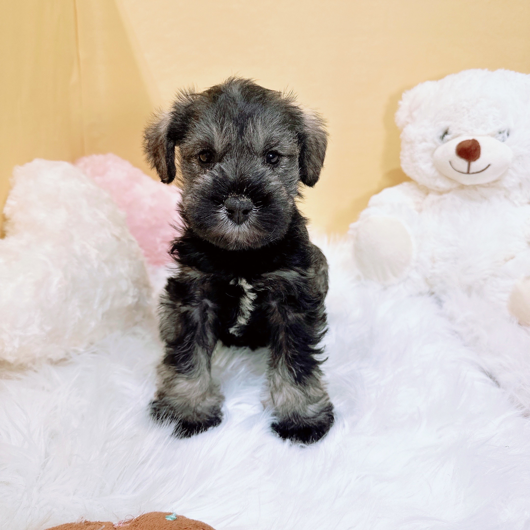 神奈川県のミニチュアシュナウザー (犬の家＆猫の里元住吉ブレーメン通り店/2025年11月25日生まれ/男の子/ソルトペッパー)の子犬の3枚目の画像
