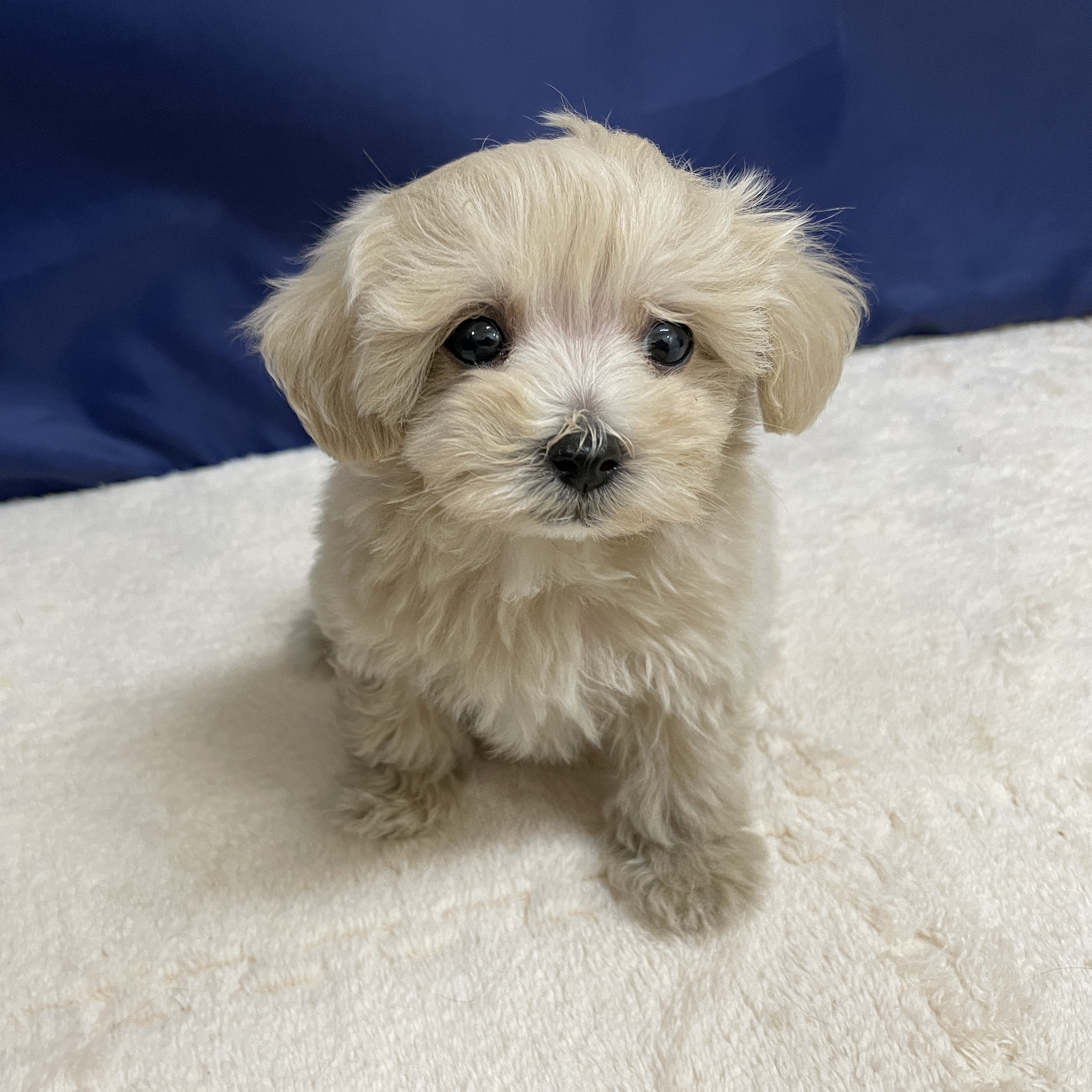 愛知県のマルプー(マルチーズ×プードル) (犬の家＆猫の里一宮店/2025年10月22日生まれ/男の子/クリーム)の子犬の3枚目の画像