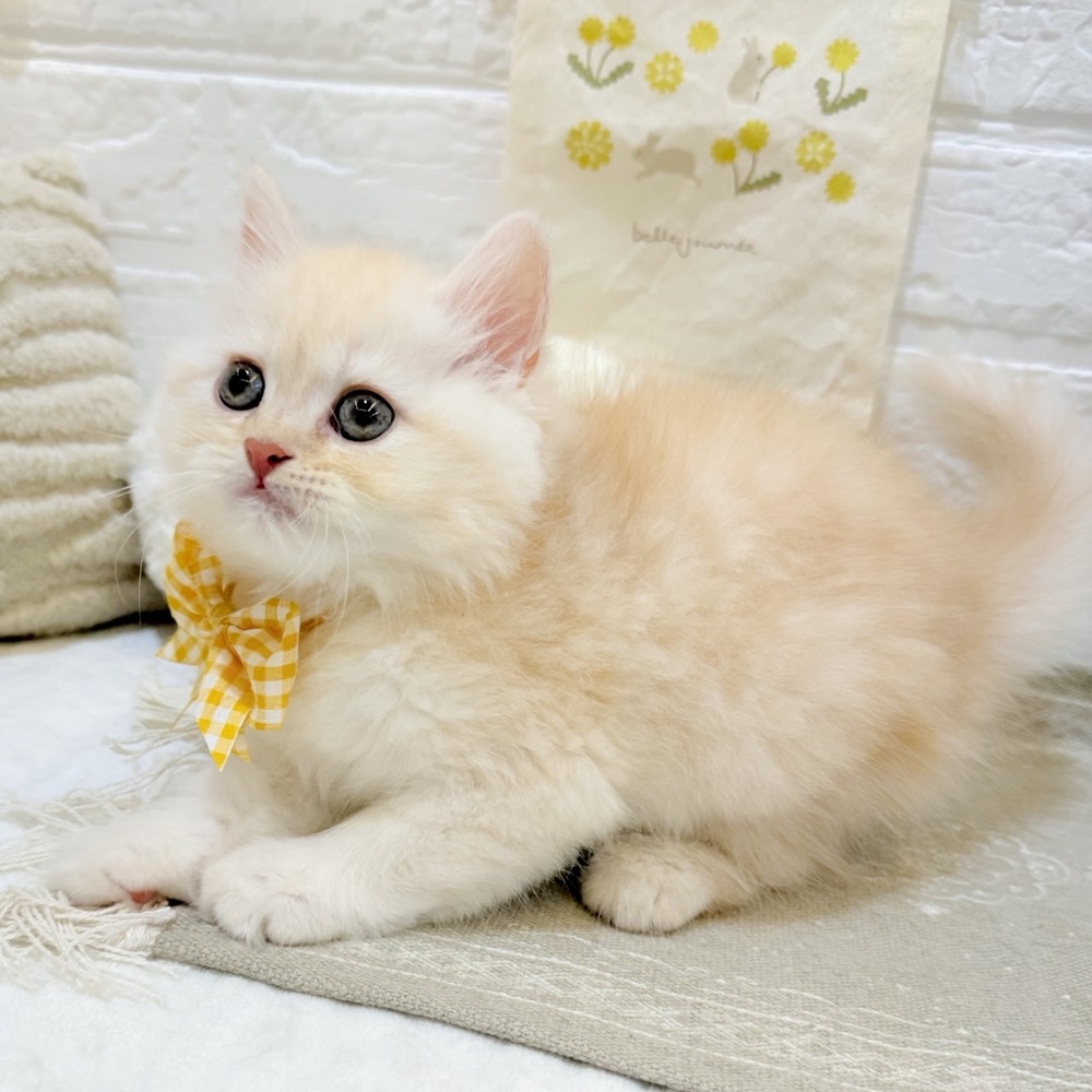 静岡県のブリティッシュロングヘアー (犬の家＆猫の里富士店/2025年6月14日生まれ/男の子/レッドタビーホワイト)の子猫の3枚目の画像