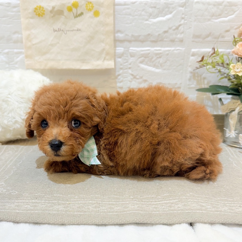 静岡県のトイプードル(トイ) (犬の家＆猫の里富士店/2025年6月22日生まれ/男の子/レッド)の子犬の3枚目の画像