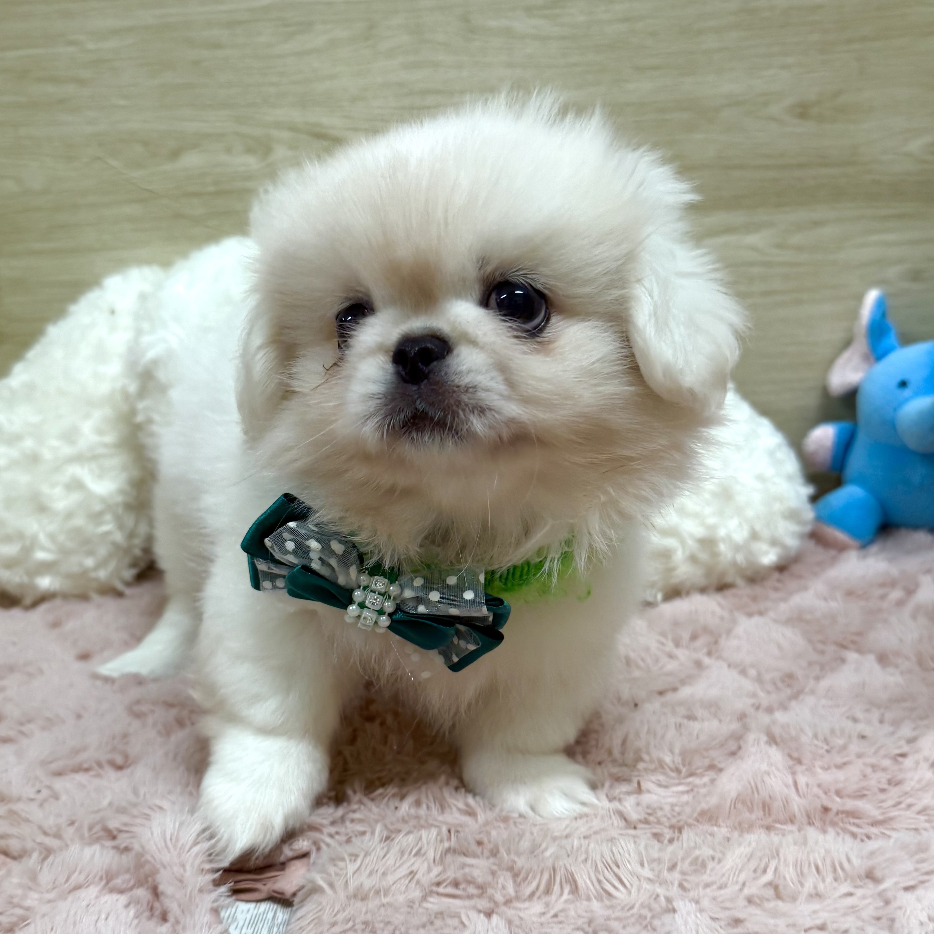 大阪府のペキニーズ (犬の家&猫の里そよら東岸和田店/2025年8月22日生まれ/男の子/ホワイト)の子犬の3枚目の画像