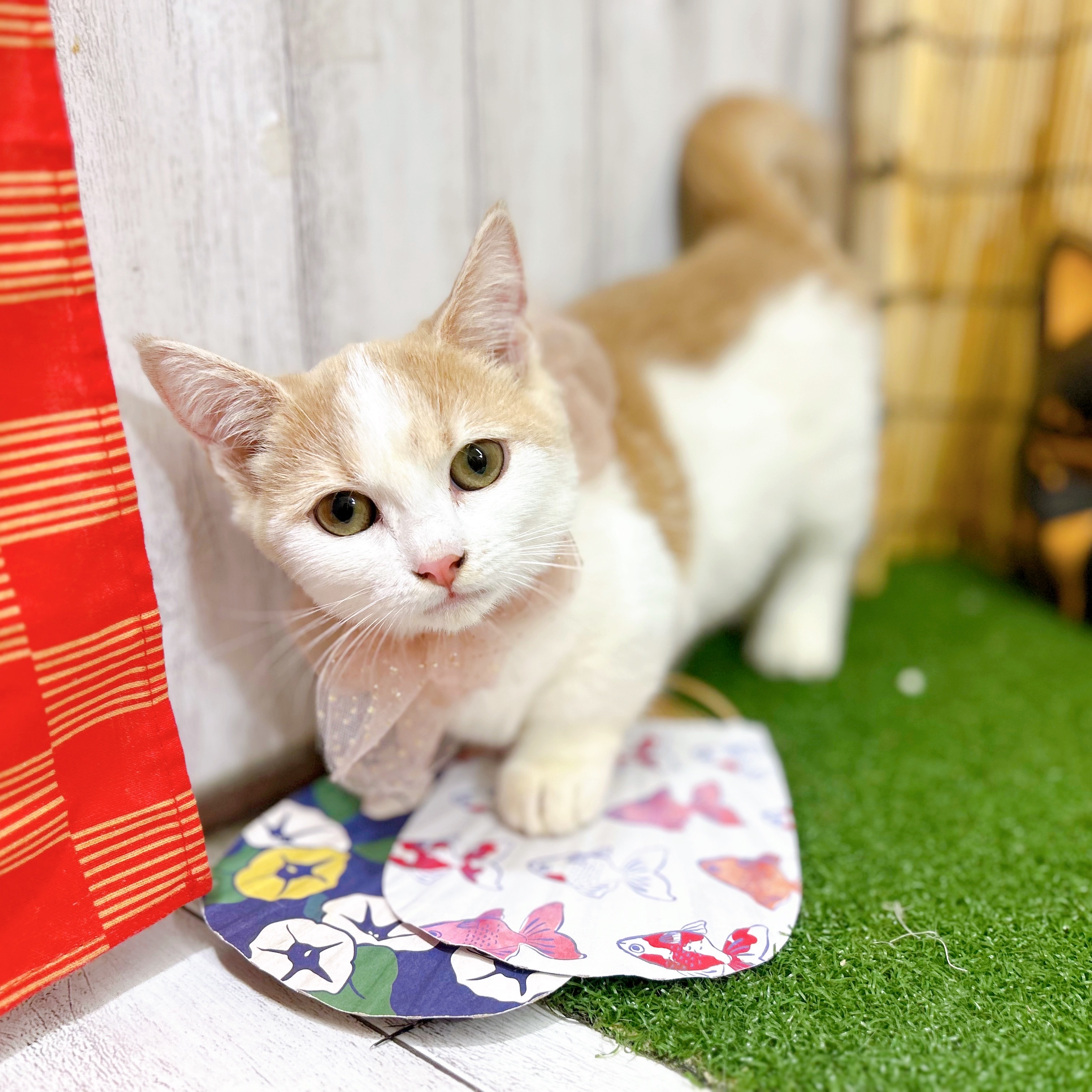 神奈川県のミヌエット (犬の家＆猫の里小田原店/2025年6月22日生まれ/女の子/クリームホワイト)の子猫の1枚目の画像