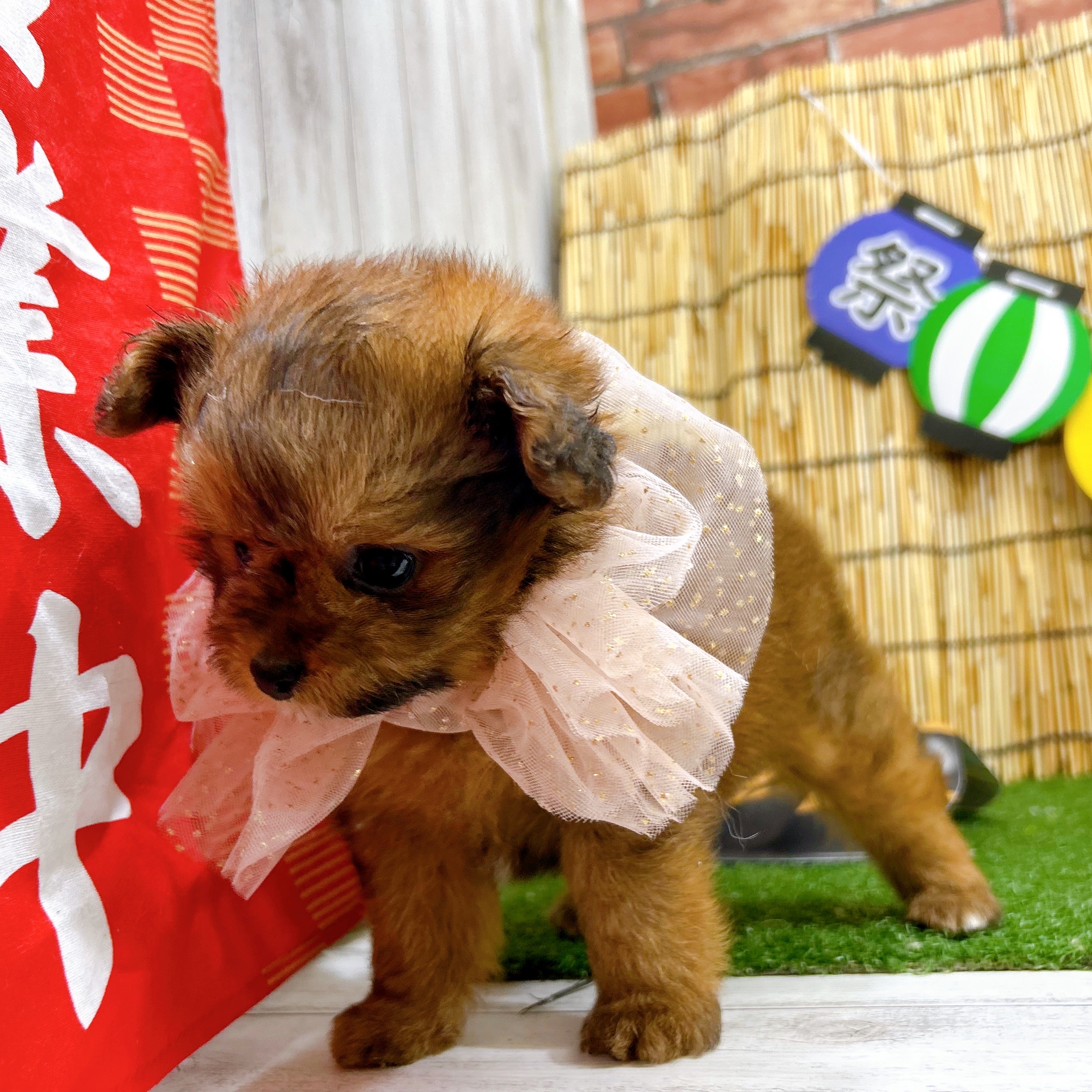 神奈川県のポメプー(ポメラニアン×プードル) (犬の家＆猫の里小田原店/2025年6月24日生まれ/女の子/オレンジ)の子犬の3枚目の画像