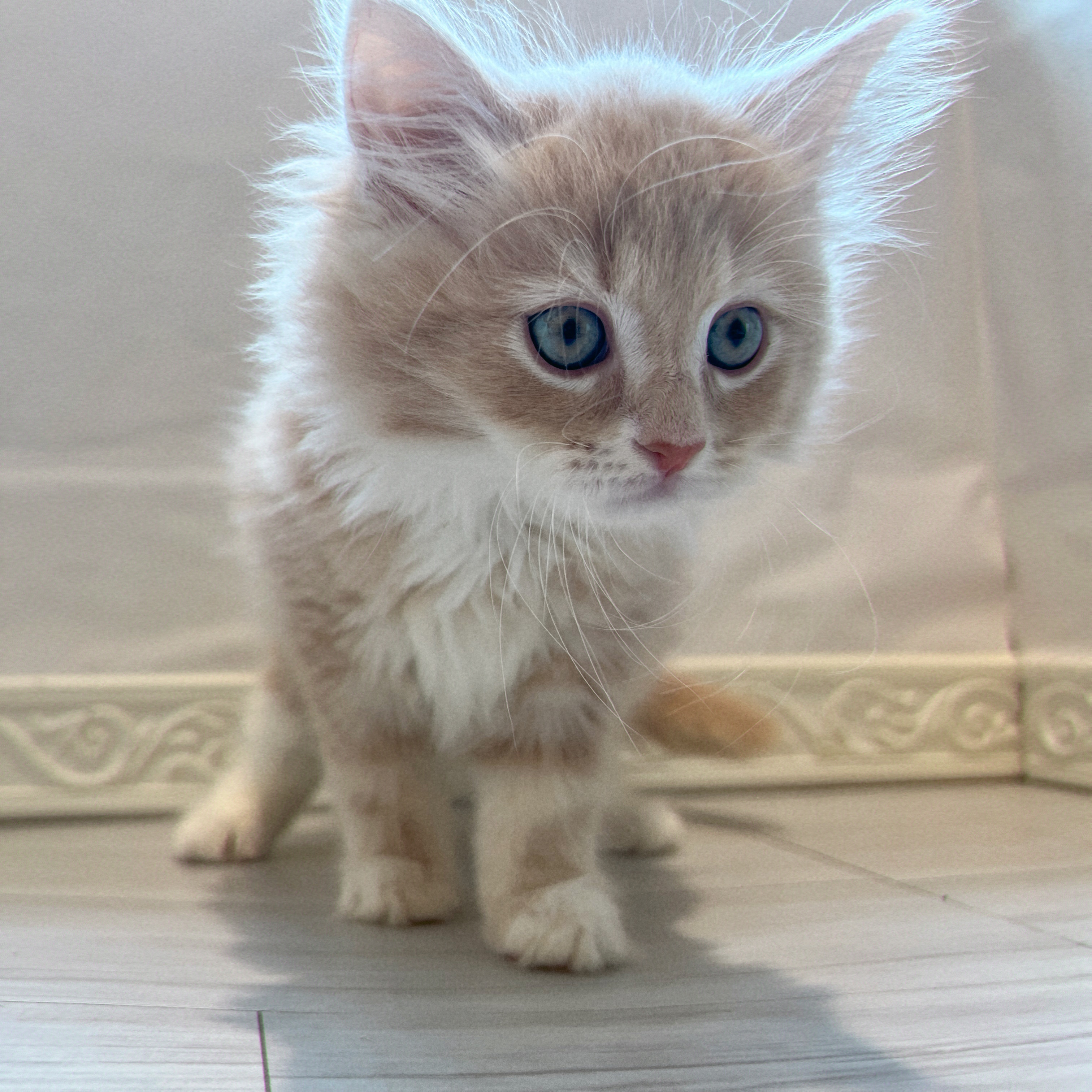愛知県のサイベリアン (犬の家＆猫の里春日井本店/2026年6月13日生まれ/男の子/クリームタビーホワイト)の子猫の3枚目の画像