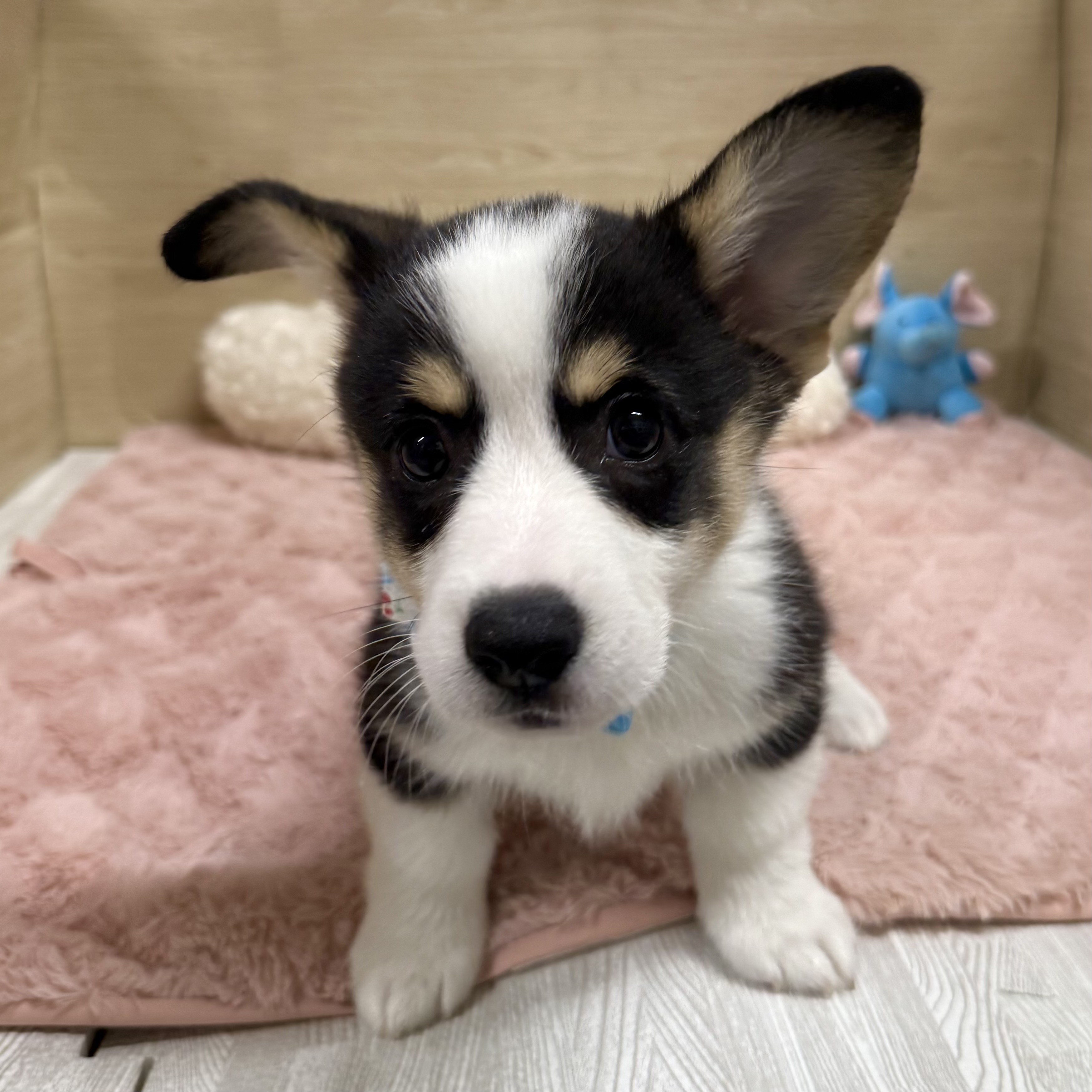 2025年8月26日生まれのウェルシュコーギーペンブロークの3枚目の写真