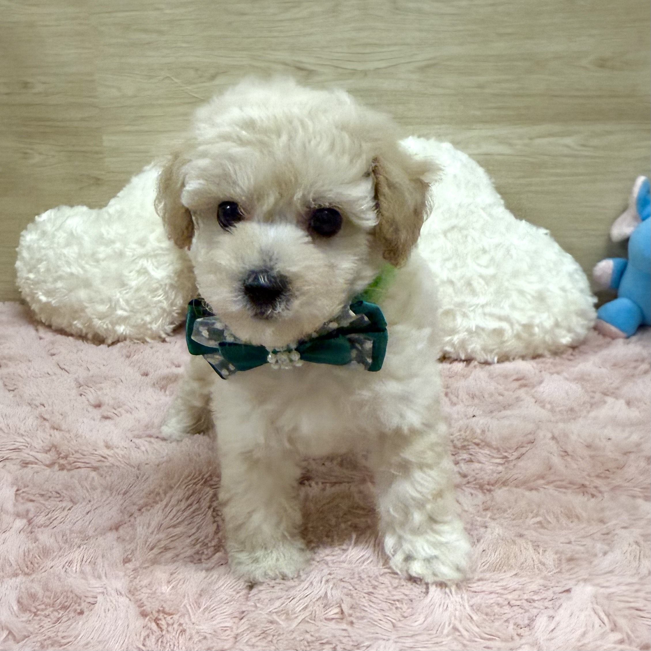 大阪府のビションプー(ビションフリーゼ×プードル) (犬の家&猫の里そよら東岸和田店/2025年8月27日生まれ/男の子/クリーム)の子犬の3枚目の画像