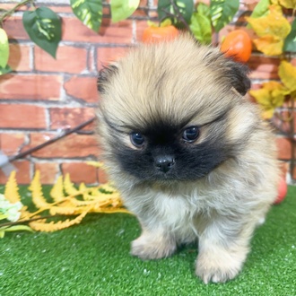 神奈川県のペキポメ/ポメペキ(ペキニーズ×ポメラニアン) (犬の家＆猫の里小田原店/2025年9月21日生まれ/男の子/フォーン)の子犬の3枚目の画像