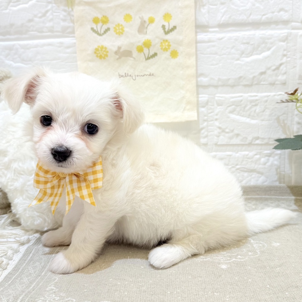 静岡県のハーフ犬・ミックス犬 (犬の家＆猫の里富士店/2025年6月28日生まれ/女の子/クリーム)の子犬の3枚目の画像