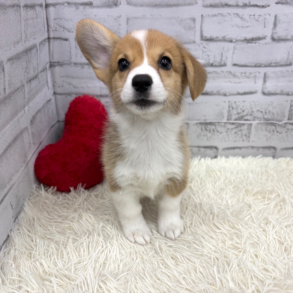 愛知県のウェルシュコーギーペンブローク (犬の家＆猫の里MEGAドン・キホーテ東海名和店/2026年7月30日生まれ/男の子/レッドホワイト)の子犬の3枚目の画像